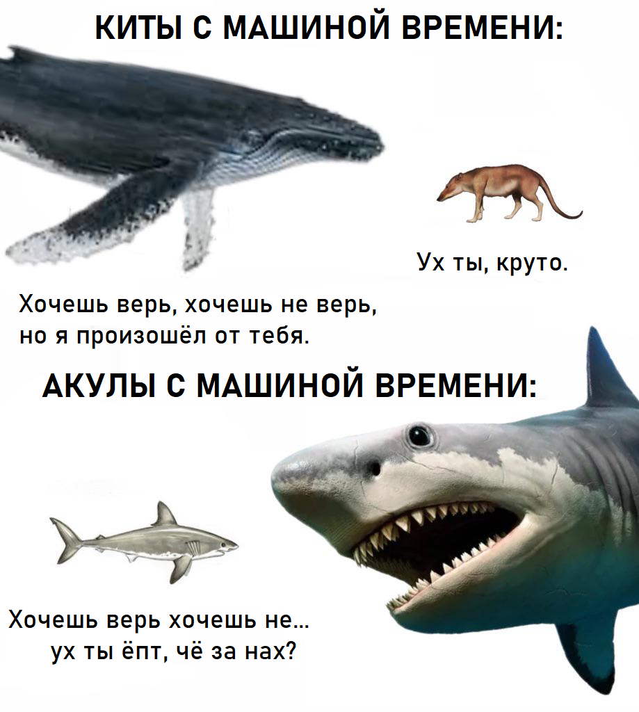 Distant relatives - Picture with text, Memes, Shark, Whale, Time Machine