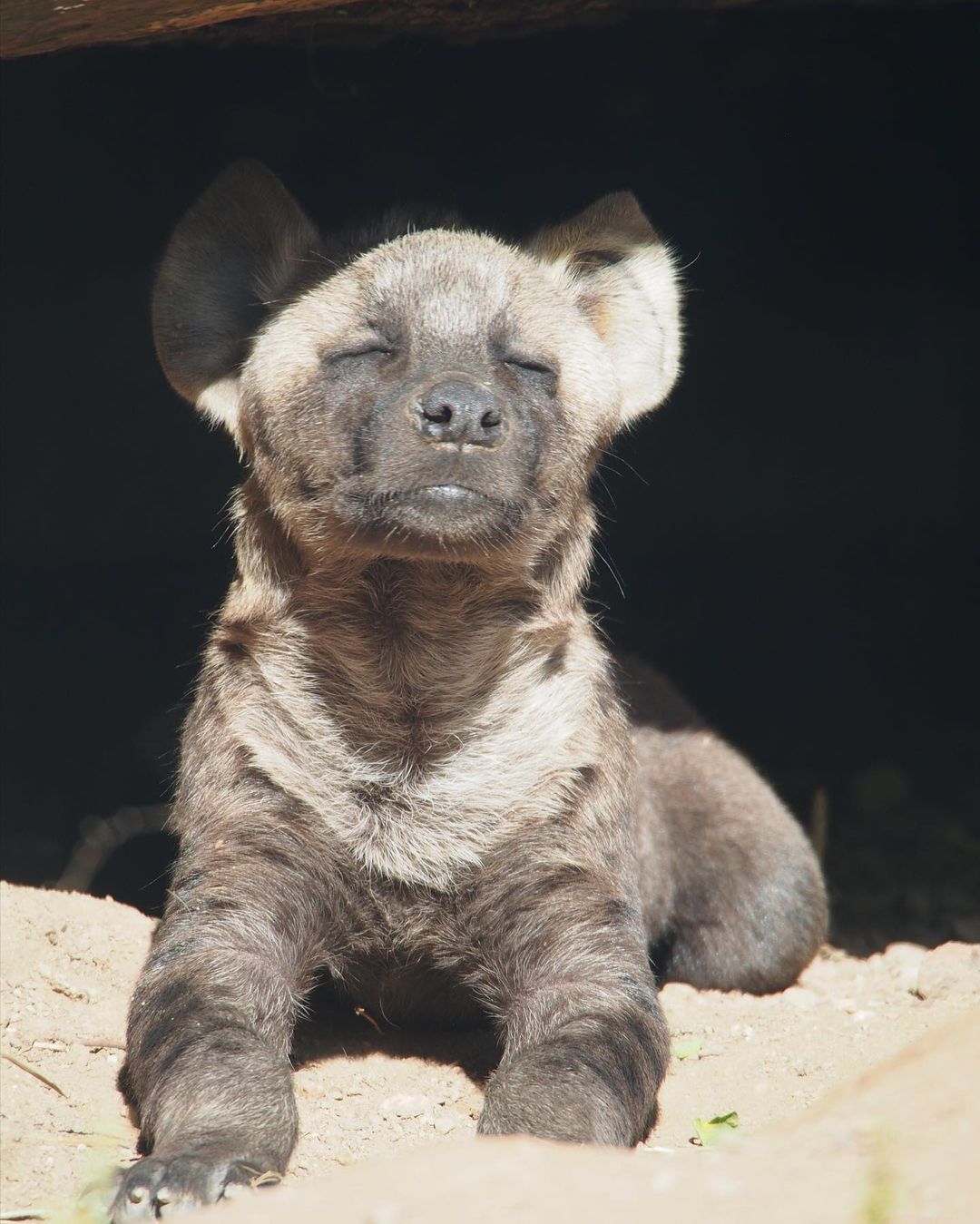 Sunbathing - Hyena, Spotted Hyena, Predatory animals, Wild animals, Zoo, The photo