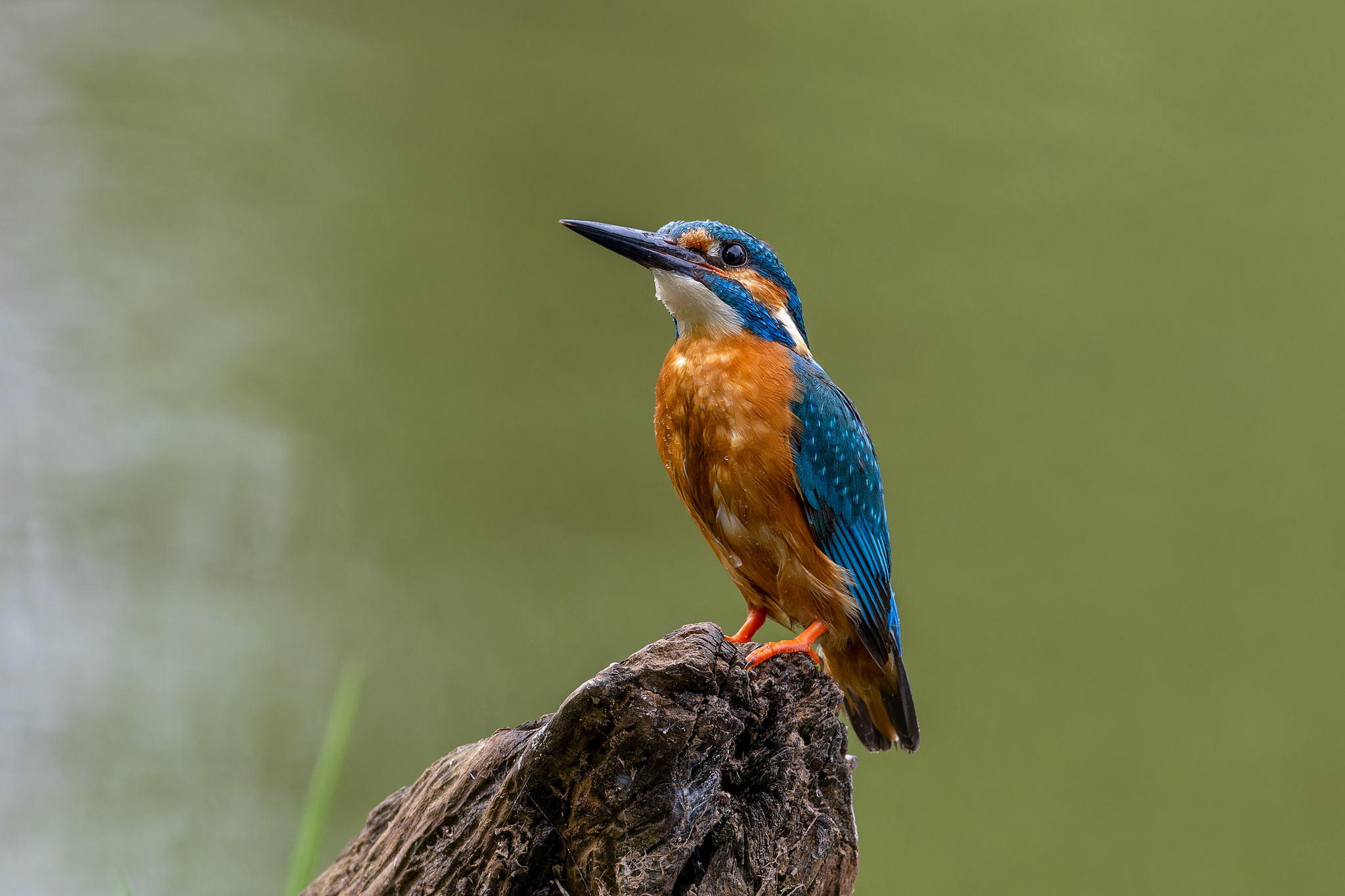 Pictures from photo hunting 88. Common Kingfisher - My, Ornithology, Photo hunting, Birds, The photo, Kingfisher, Longpost, Ornithology League