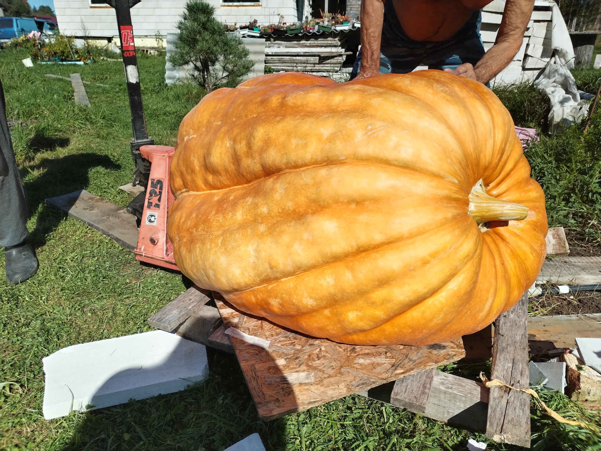 A giant pumpkin weighing 350 kg was sent to Kazakhstan. Video of loading - My, Garden, Pumpkin, Giant pumpkin, Giants, Gigantomania, Vegetables, Video, Video VK, Longpost