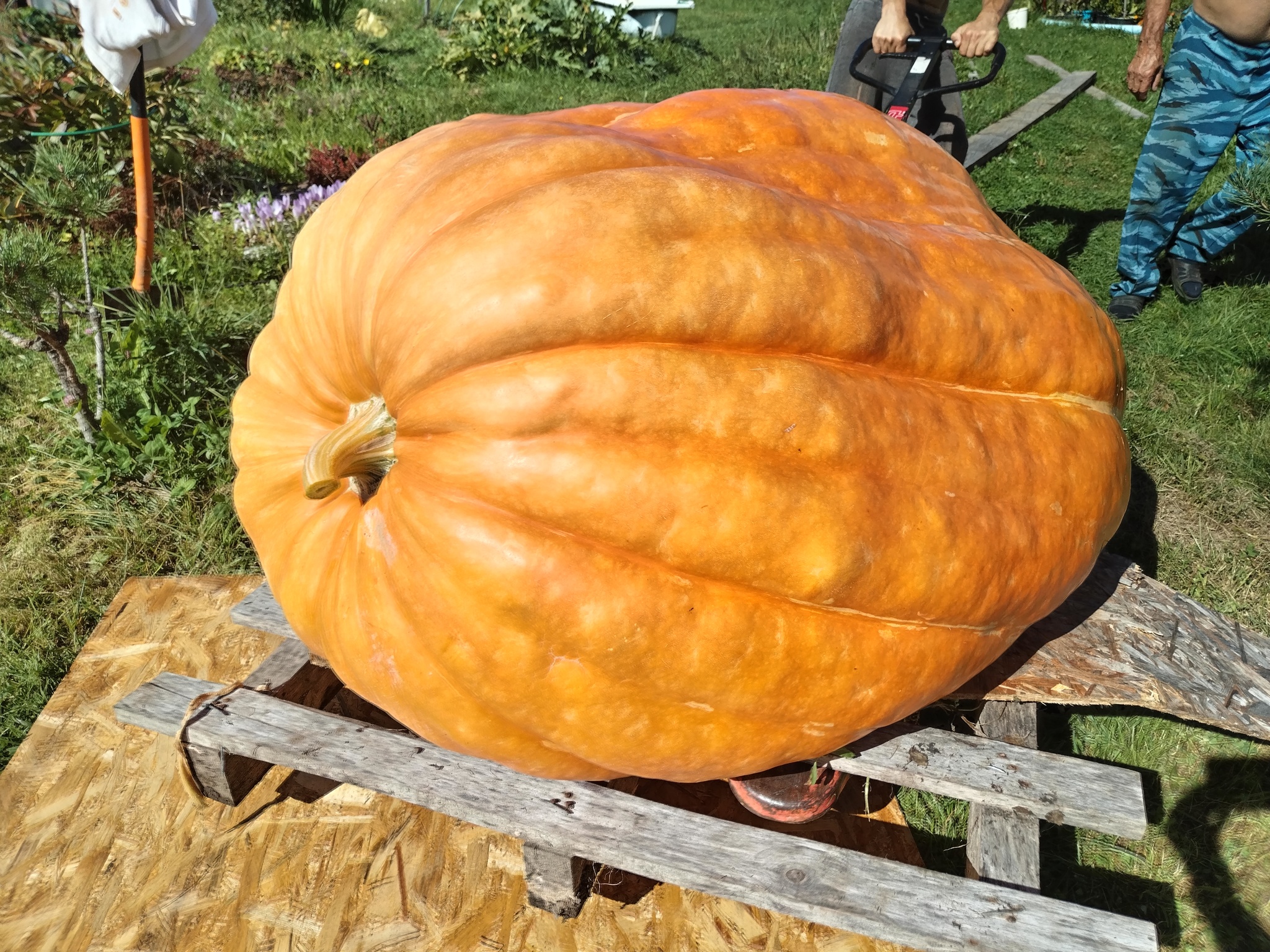 A giant pumpkin weighing 350 kg was sent to Kazakhstan. Video of loading - My, Garden, Pumpkin, Giant pumpkin, Giants, Gigantomania, Vegetables, Video, Video VK, Longpost