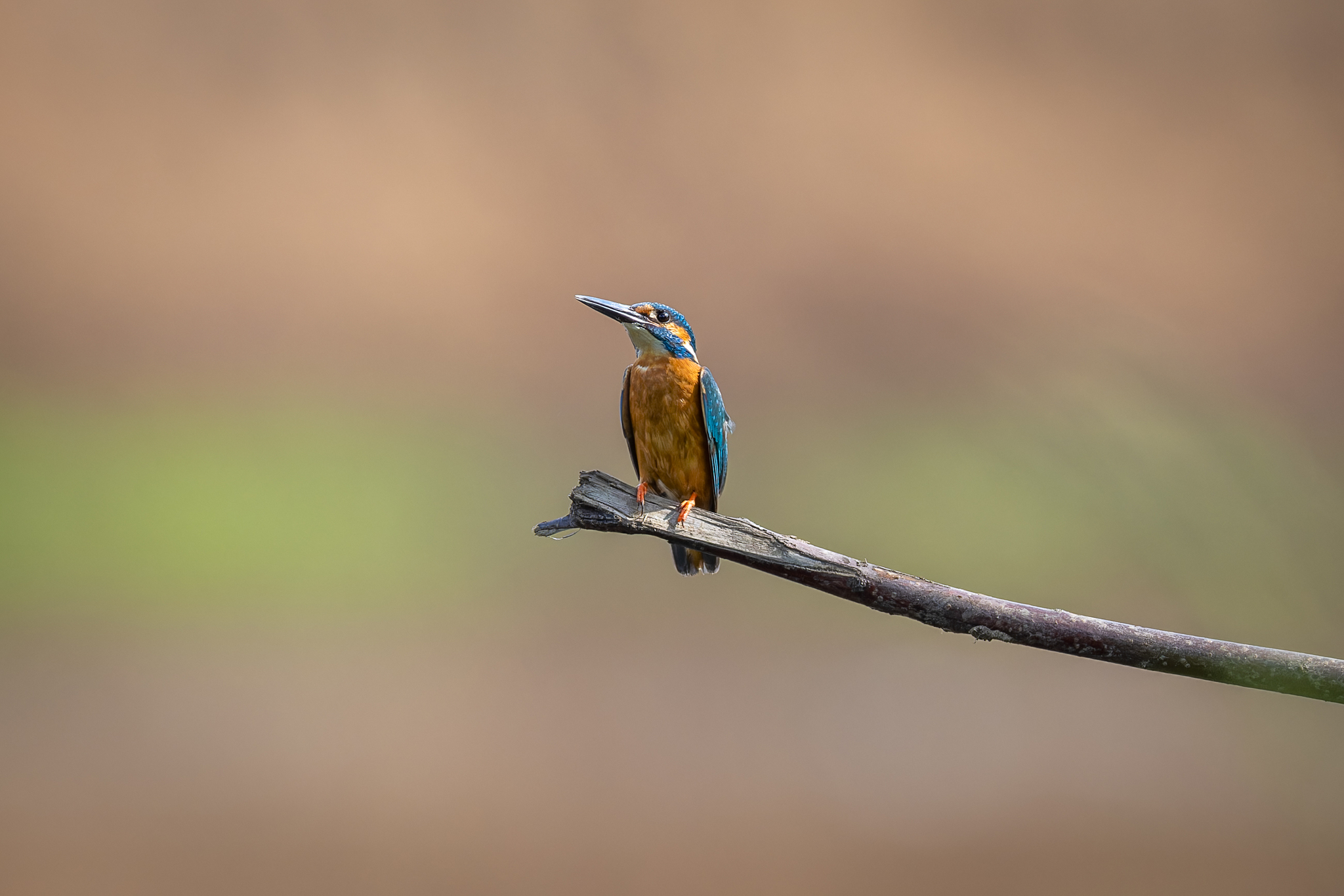 Pictures from photo hunting 88. Common Kingfisher - My, Ornithology, Photo hunting, Birds, The photo, Kingfisher, Longpost, Ornithology League