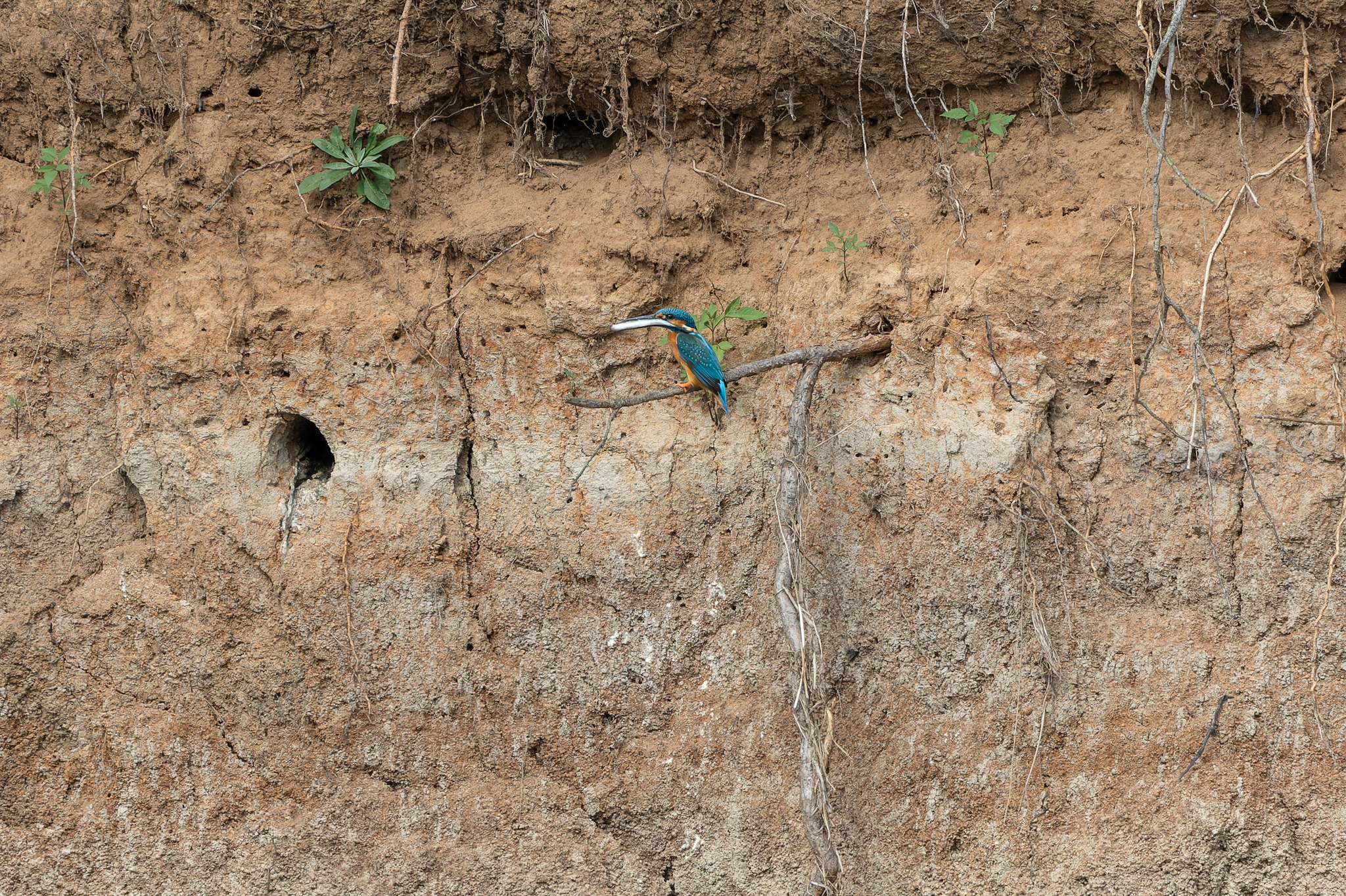 Pictures from photo hunting 88. Common Kingfisher - My, Ornithology, Photo hunting, Birds, The photo, Kingfisher, Longpost, Ornithology League