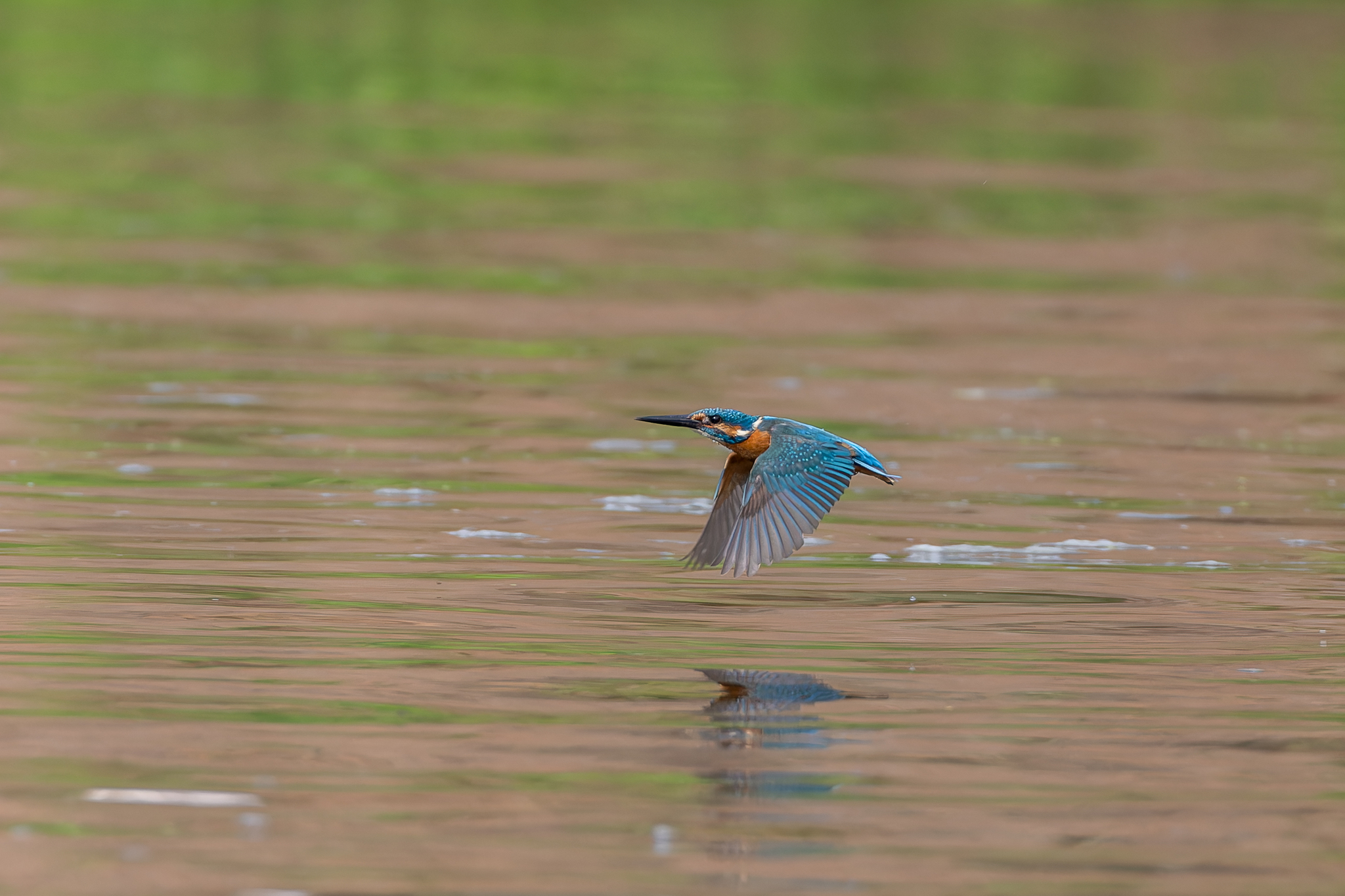 Pictures from photo hunting 88. Common Kingfisher - My, Ornithology, Photo hunting, Birds, The photo, Kingfisher, Longpost, Ornithology League