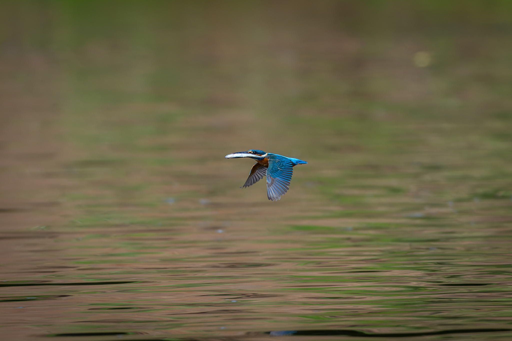 Pictures from photo hunting 88. Common Kingfisher - My, Ornithology, Photo hunting, Birds, The photo, Kingfisher, Longpost, Ornithology League