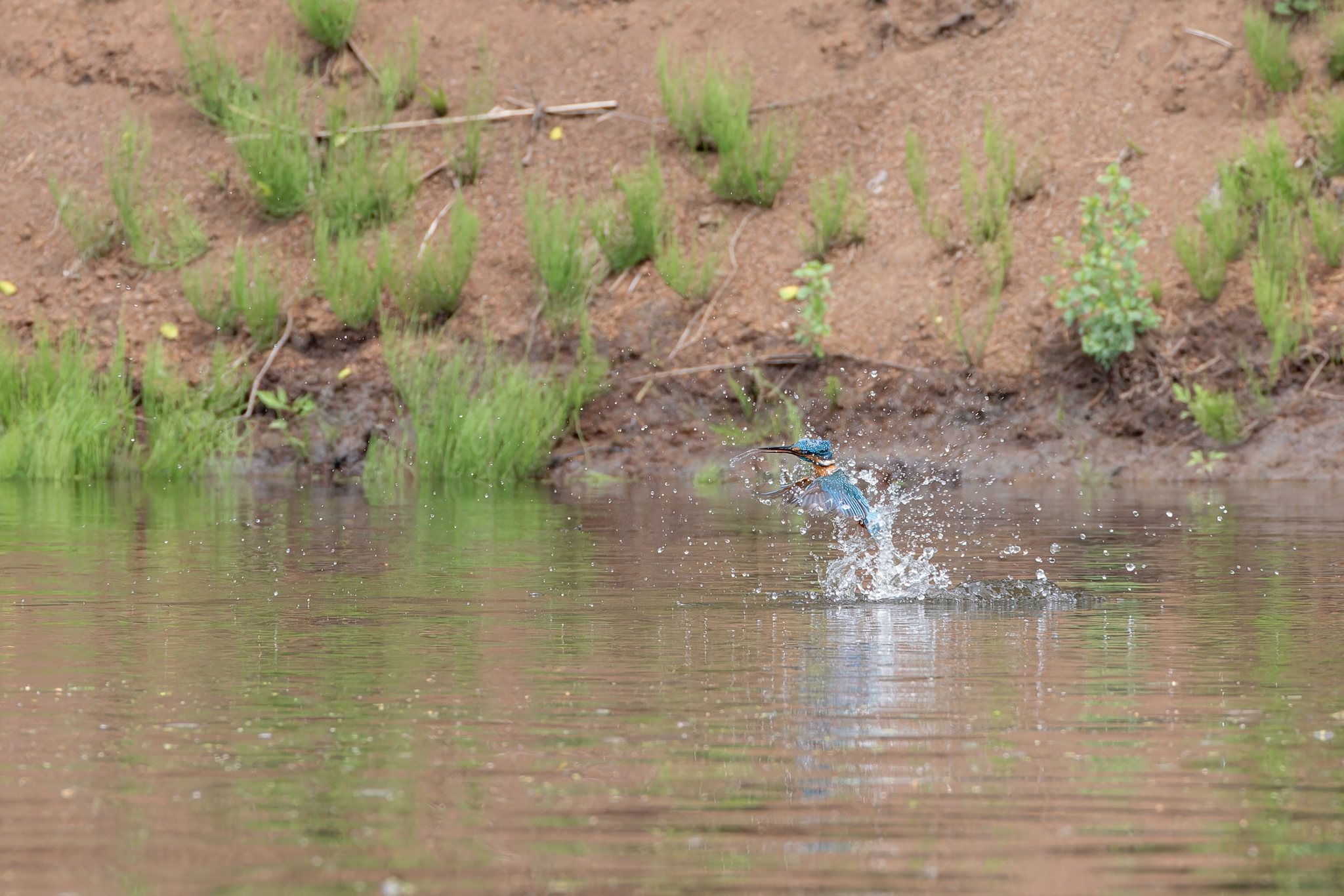 Pictures from photo hunting 88. Common Kingfisher - My, Ornithology, Photo hunting, Birds, The photo, Kingfisher, Longpost, Ornithology League