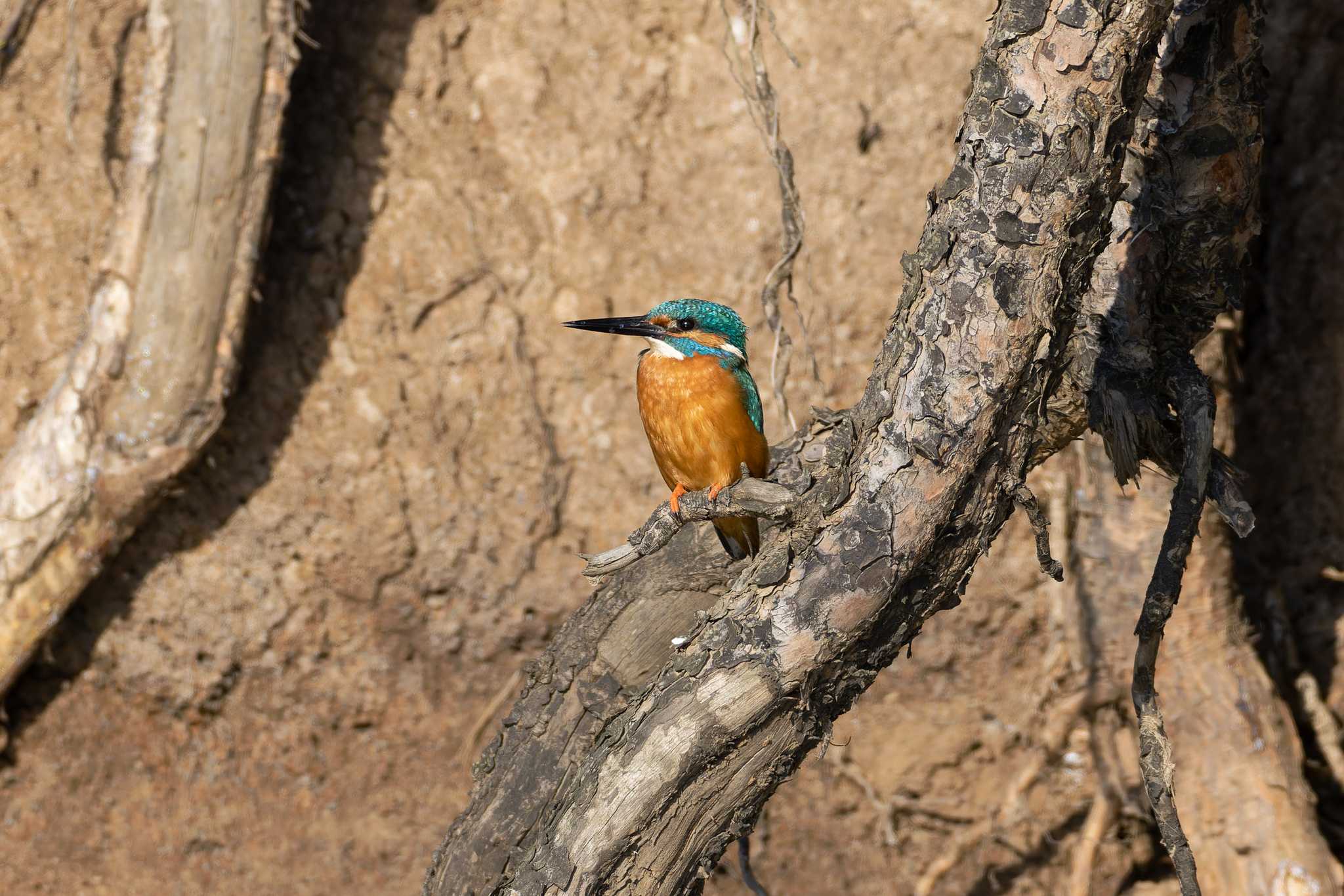 Pictures from photo hunting 88. Common Kingfisher - My, Ornithology, Photo hunting, Birds, The photo, Kingfisher, Longpost, Ornithology League