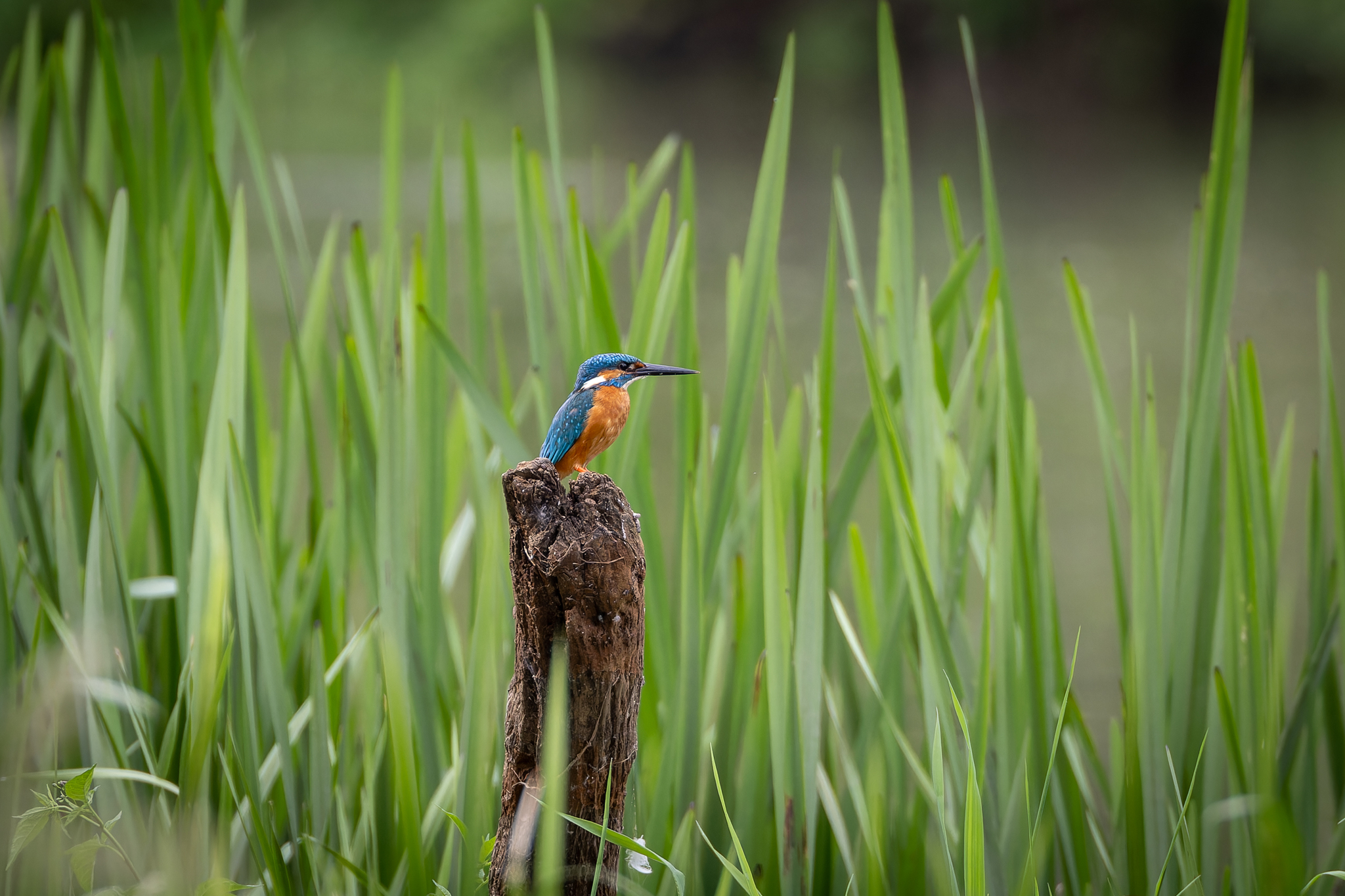 Pictures from photo hunting 88. Common Kingfisher - My, Ornithology, Photo hunting, Birds, The photo, Kingfisher, Longpost, Ornithology League