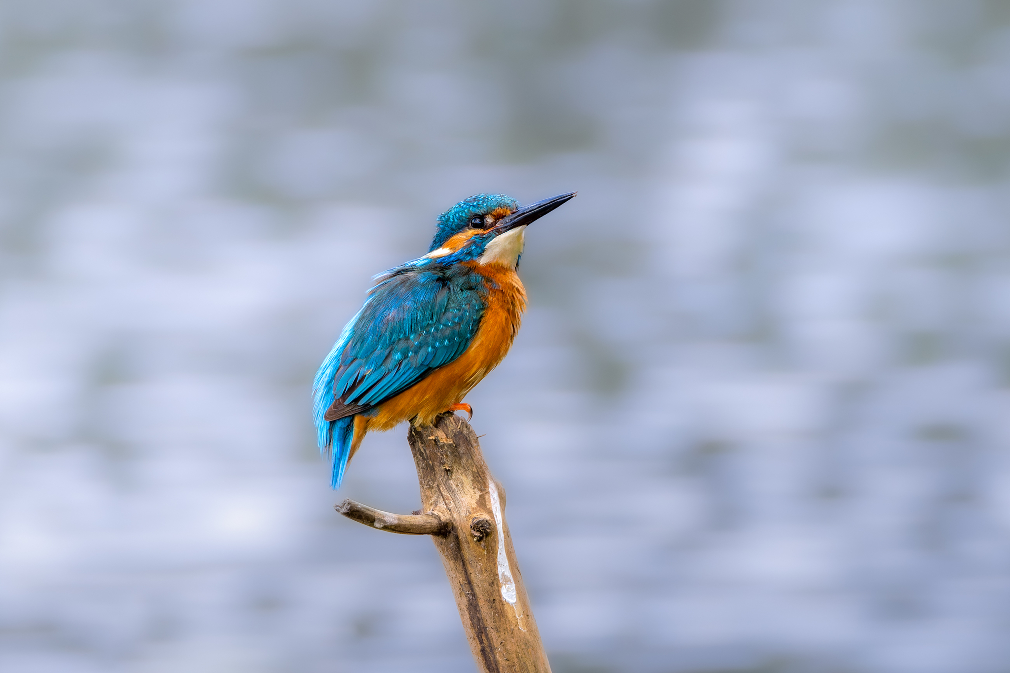 Pictures from photo hunting 88. Common Kingfisher - My, Ornithology, Photo hunting, Birds, The photo, Kingfisher, Longpost, Ornithology League