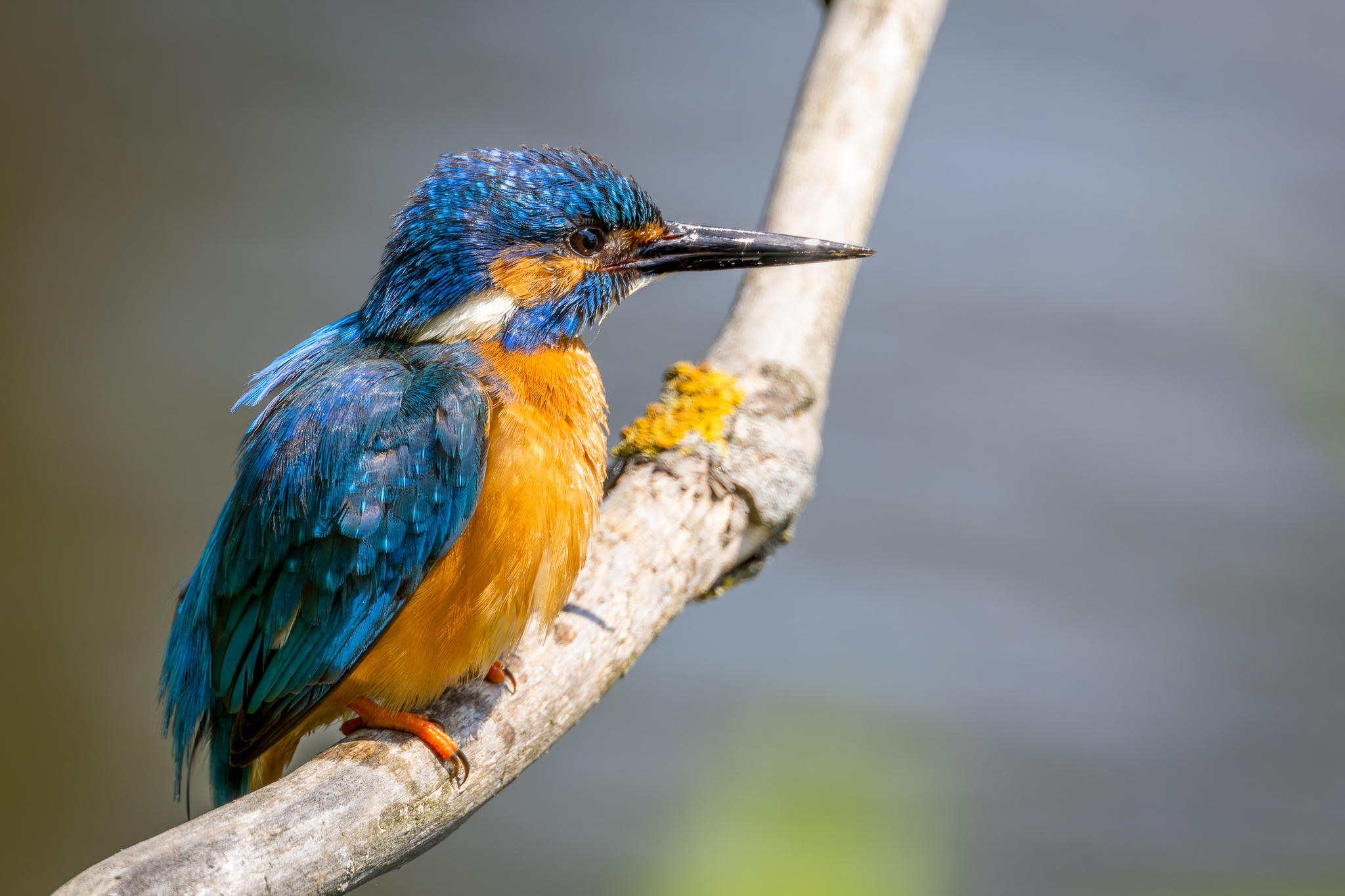 Pictures from photo hunting 88. Common Kingfisher - My, Ornithology, Photo hunting, Birds, The photo, Kingfisher, Longpost, Ornithology League