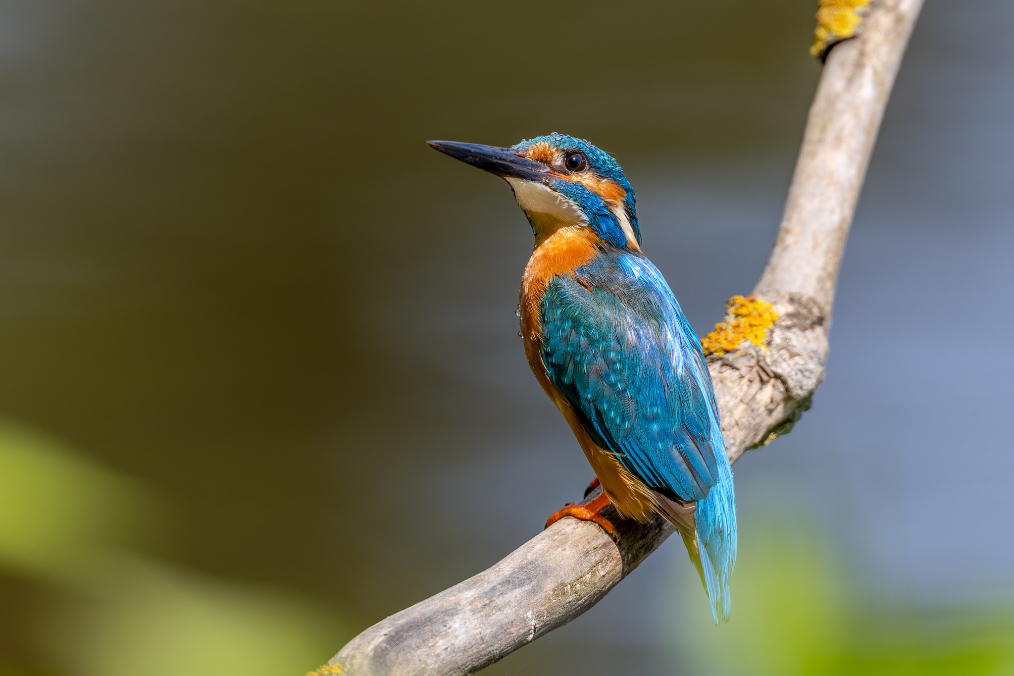 Pictures from photo hunting 88. Common Kingfisher - My, Ornithology, Photo hunting, Birds, The photo, Kingfisher, Longpost, Ornithology League