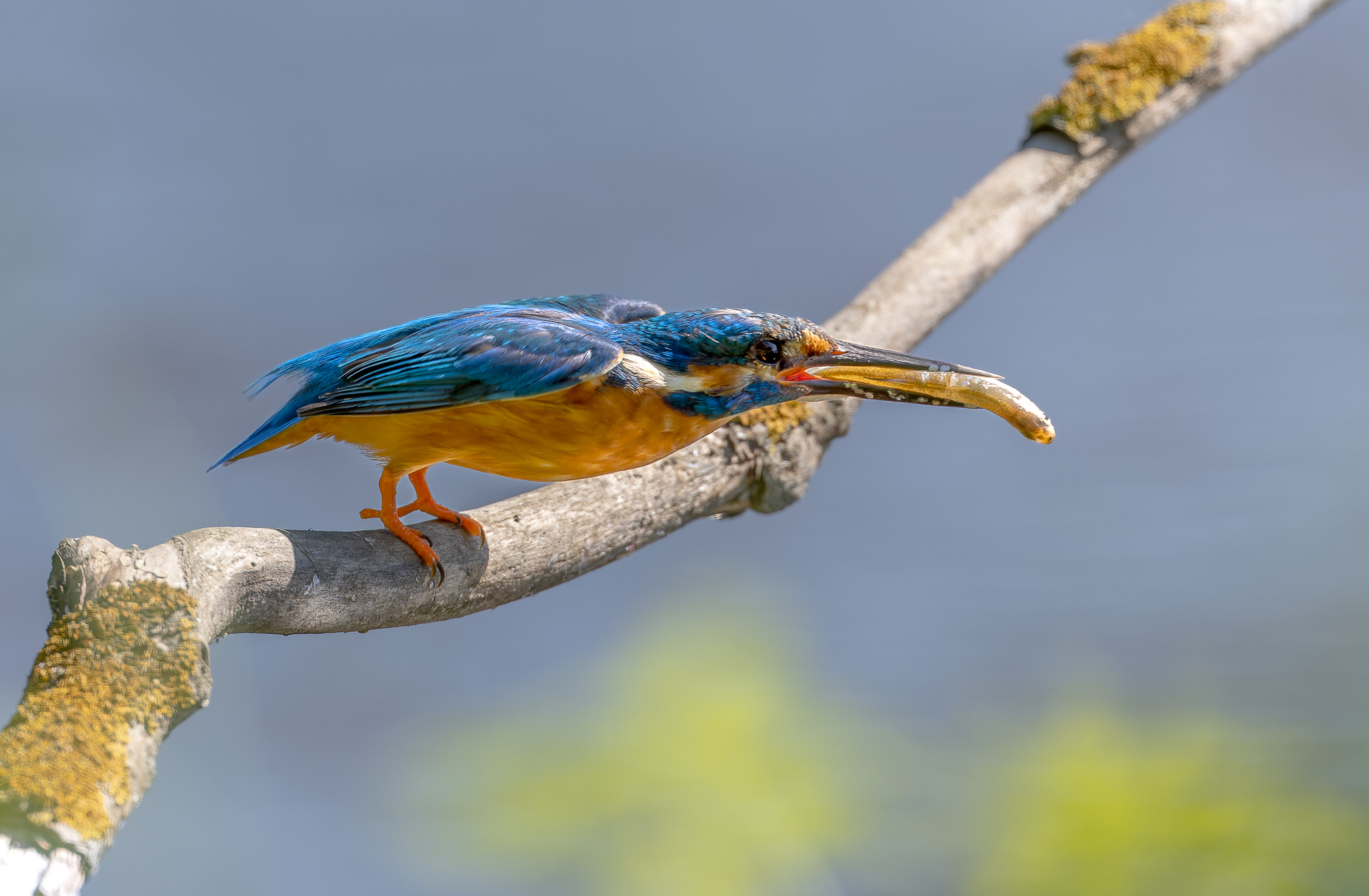 Pictures from photo hunting 88. Common Kingfisher - My, Ornithology, Photo hunting, Birds, The photo, Kingfisher, Longpost, Ornithology League