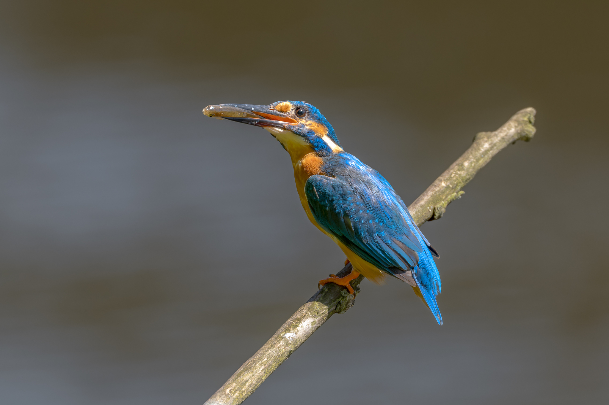 Pictures from photo hunting 88. Common Kingfisher - My, Ornithology, Photo hunting, Birds, The photo, Kingfisher, Longpost, Ornithology League