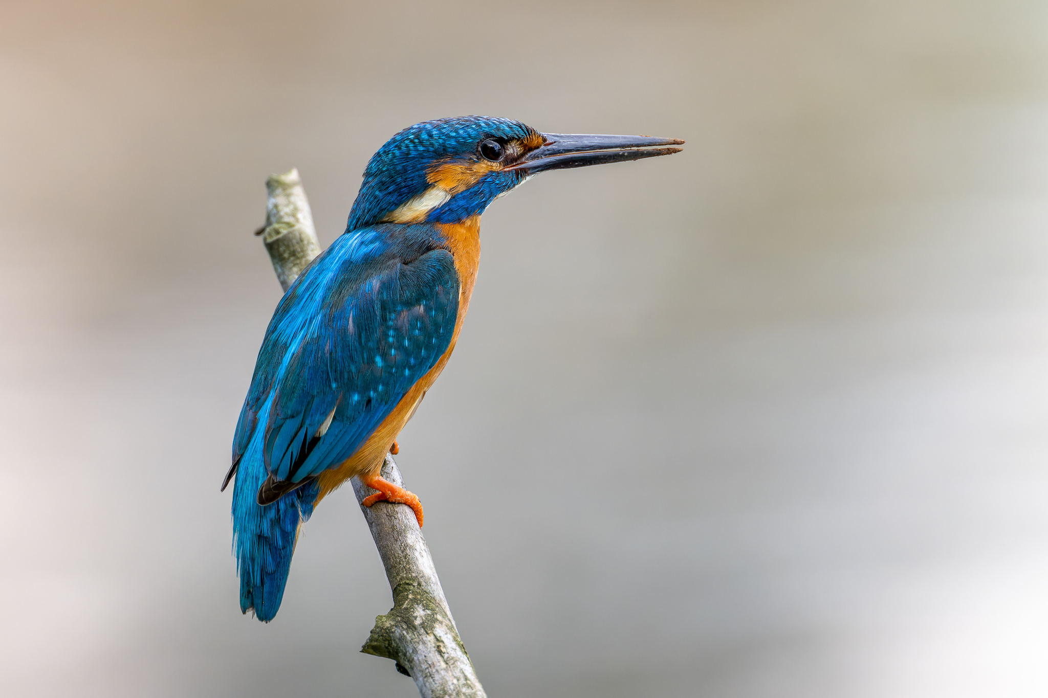 Pictures from photo hunting 88. Common Kingfisher - My, Ornithology, Photo hunting, Birds, The photo, Kingfisher, Longpost, Ornithology League