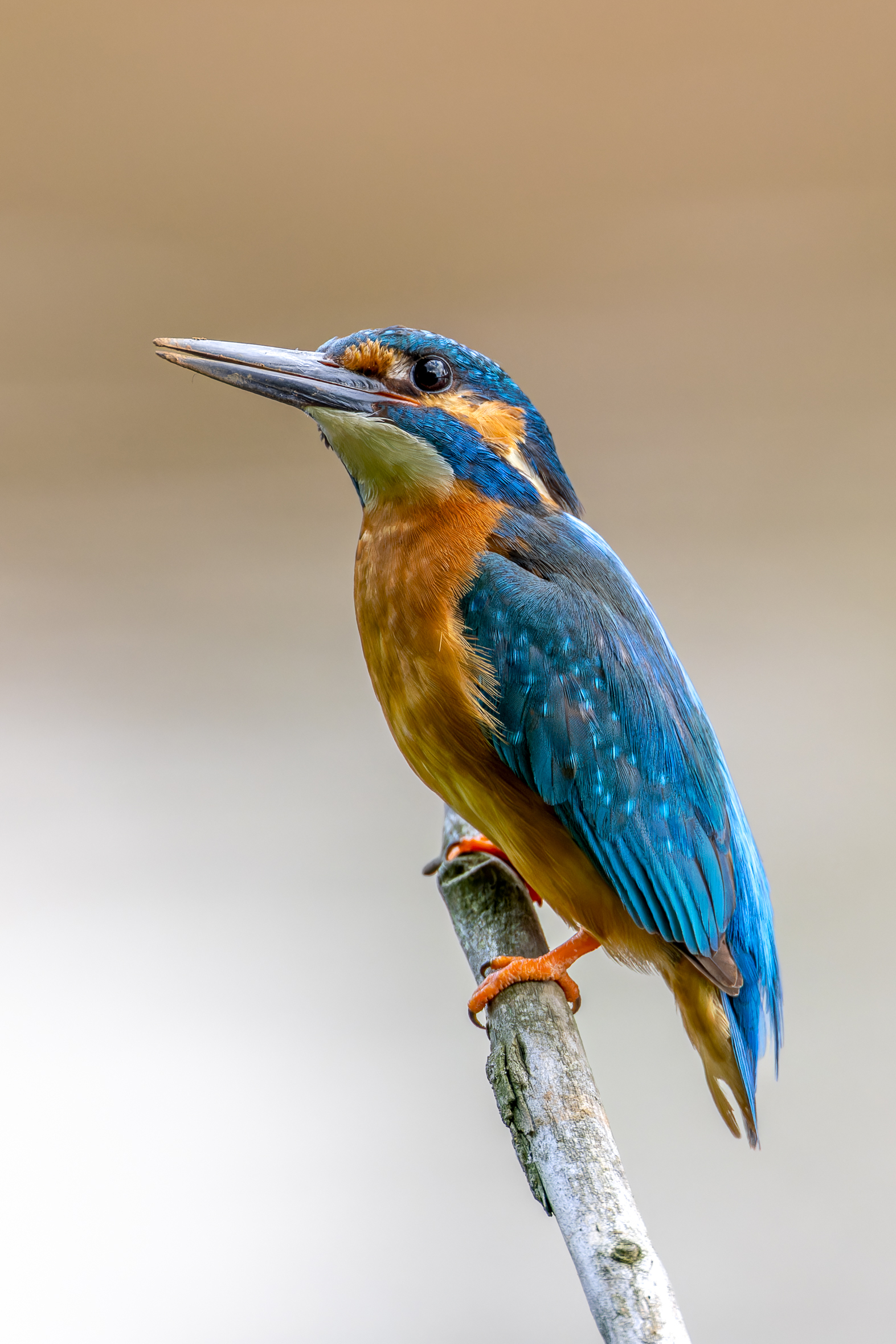 Pictures from photo hunting 88. Common Kingfisher - My, Ornithology, Photo hunting, Birds, The photo, Kingfisher, Longpost, Ornithology League