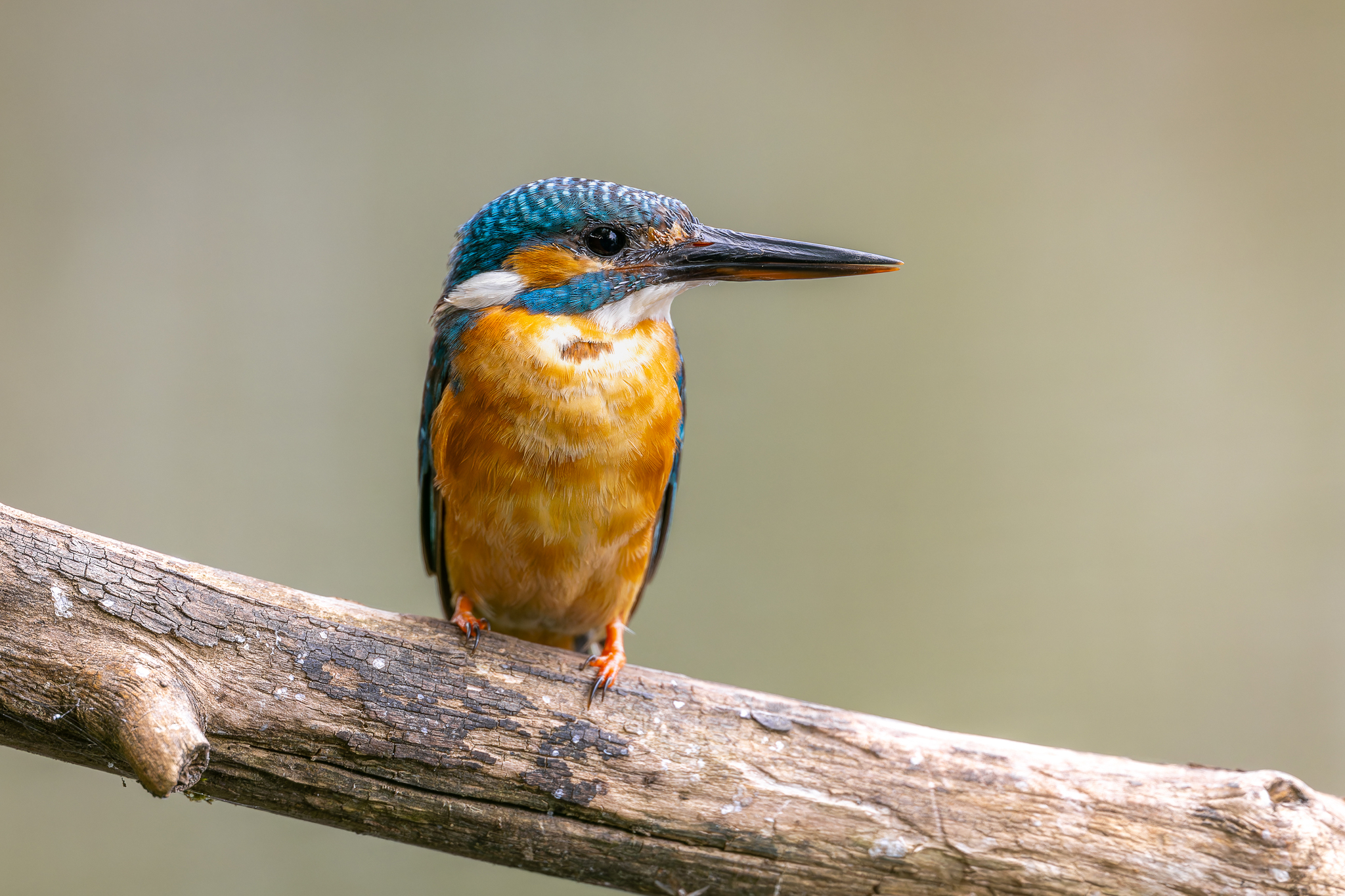 Pictures from photo hunting 88. Common Kingfisher - My, Ornithology, Photo hunting, Birds, The photo, Kingfisher, Longpost, Ornithology League