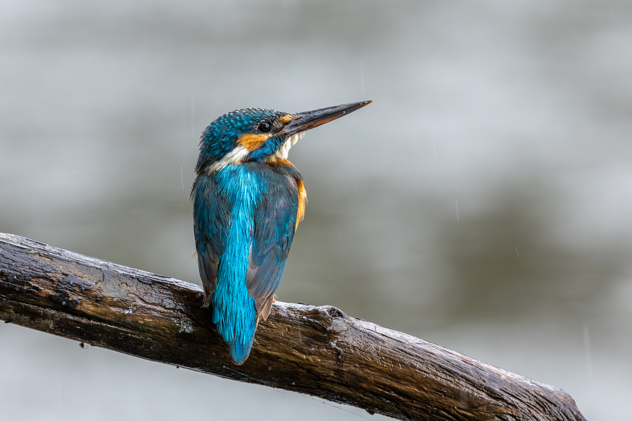 Pictures from photo hunting 88. Common Kingfisher - My, Ornithology, Photo hunting, Birds, The photo, Kingfisher, Longpost, Ornithology League