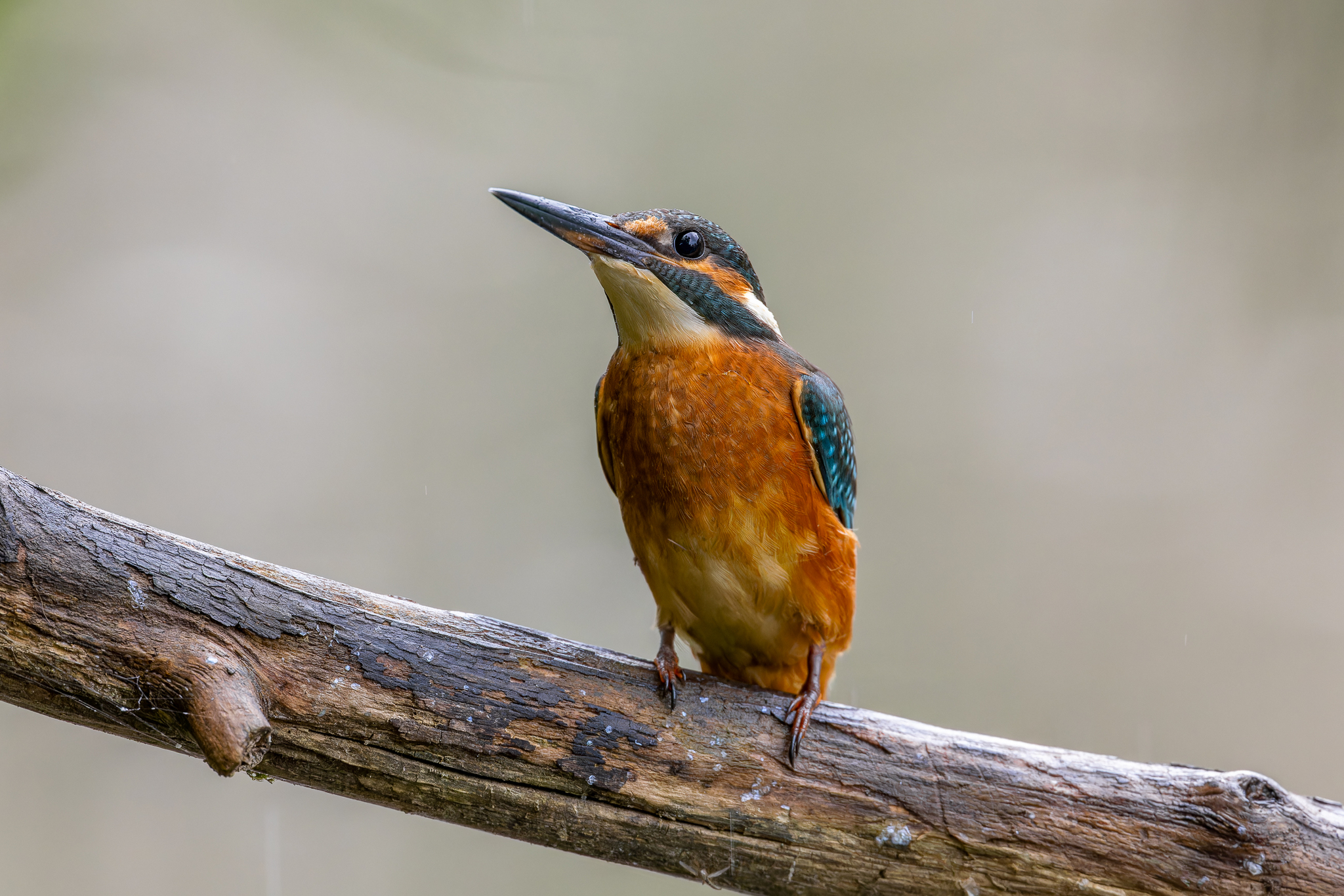 Pictures from photo hunting 88. Common Kingfisher - My, Ornithology, Photo hunting, Birds, The photo, Kingfisher, Longpost, Ornithology League