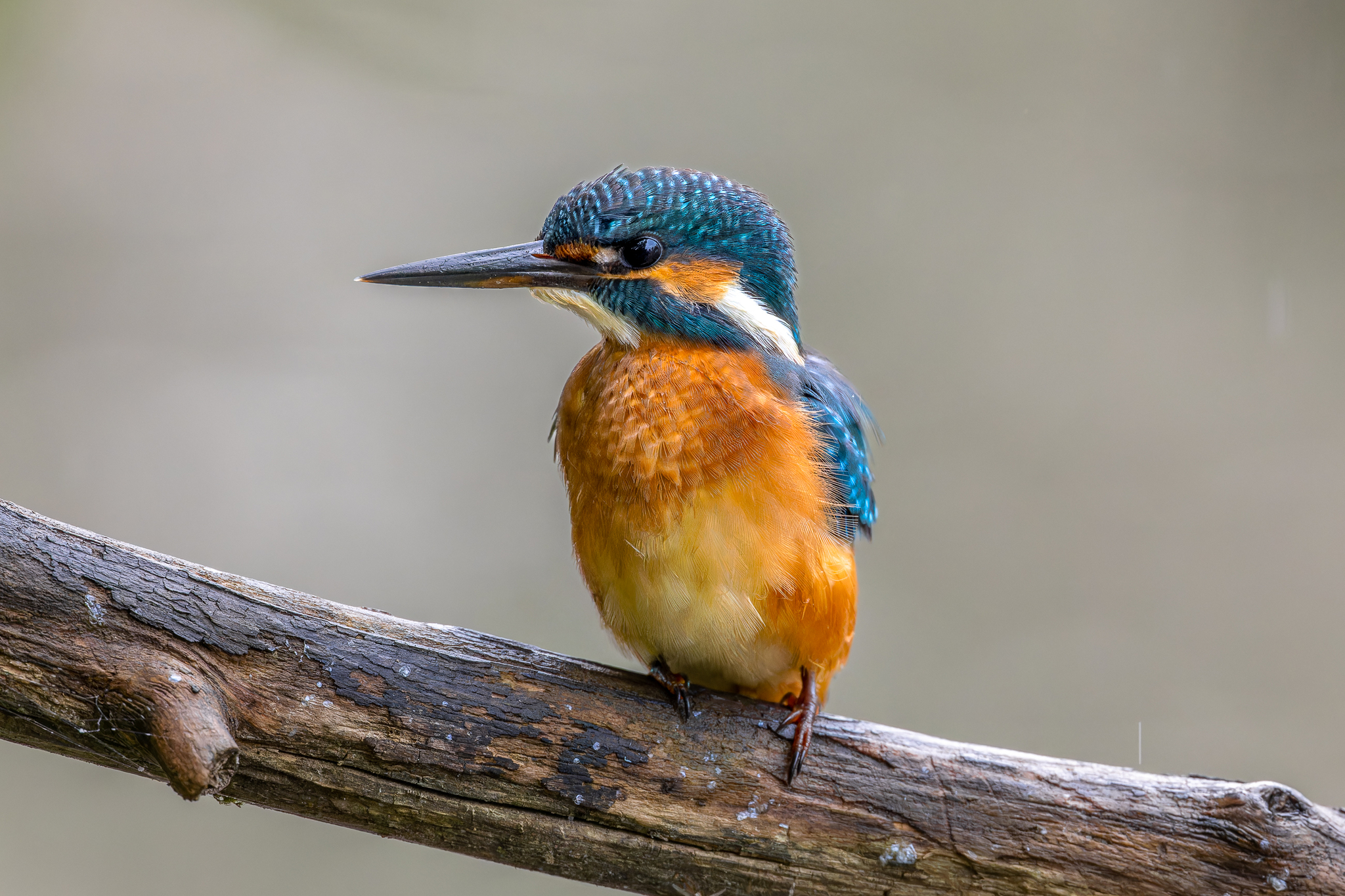 Pictures from photo hunting 88. Common Kingfisher - My, Ornithology, Photo hunting, Birds, The photo, Kingfisher, Longpost, Ornithology League