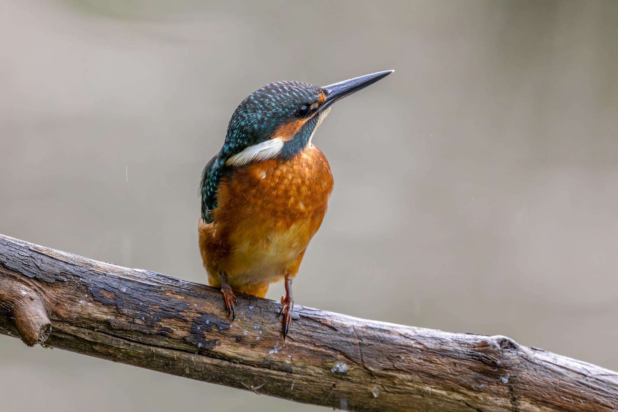 Pictures from photo hunting 88. Common Kingfisher - My, Ornithology, Photo hunting, Birds, The photo, Kingfisher, Longpost, Ornithology League