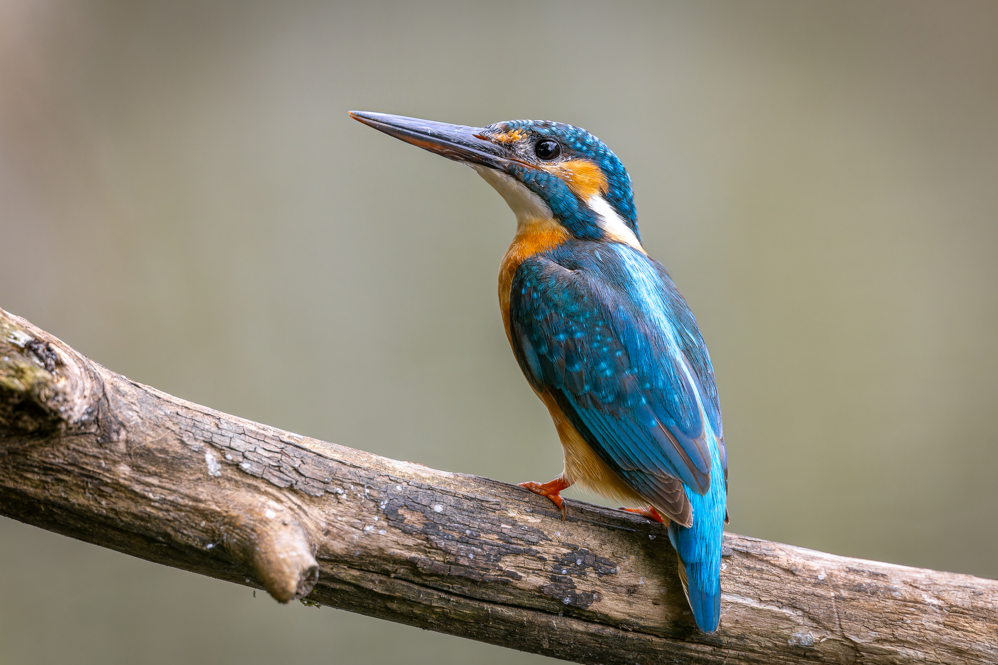 Pictures from photo hunting 88. Common Kingfisher - My, Ornithology, Photo hunting, Birds, The photo, Kingfisher, Longpost, Ornithology League