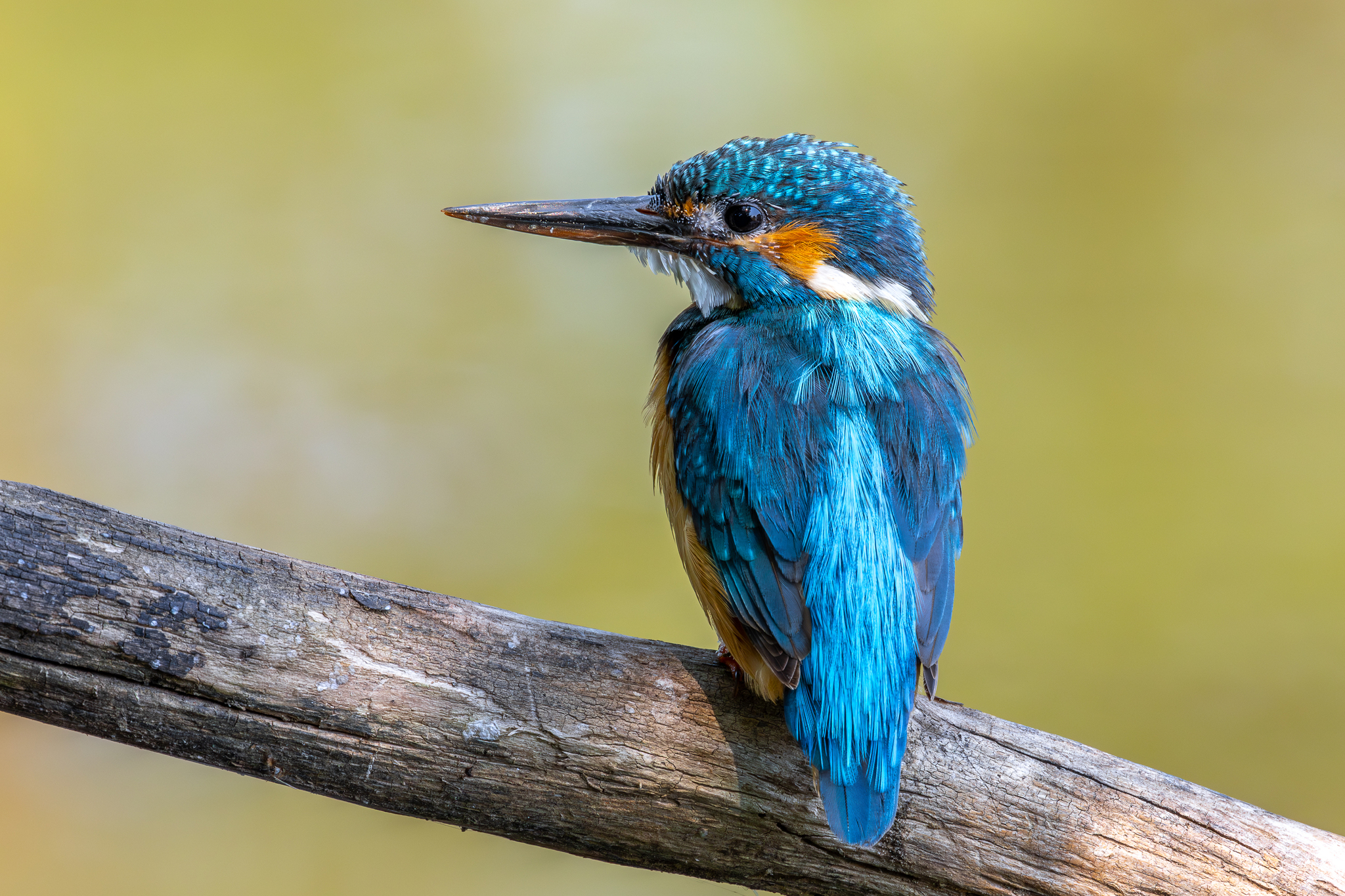 Pictures from photo hunting 88. Common Kingfisher - My, Ornithology, Photo hunting, Birds, The photo, Kingfisher, Longpost, Ornithology League