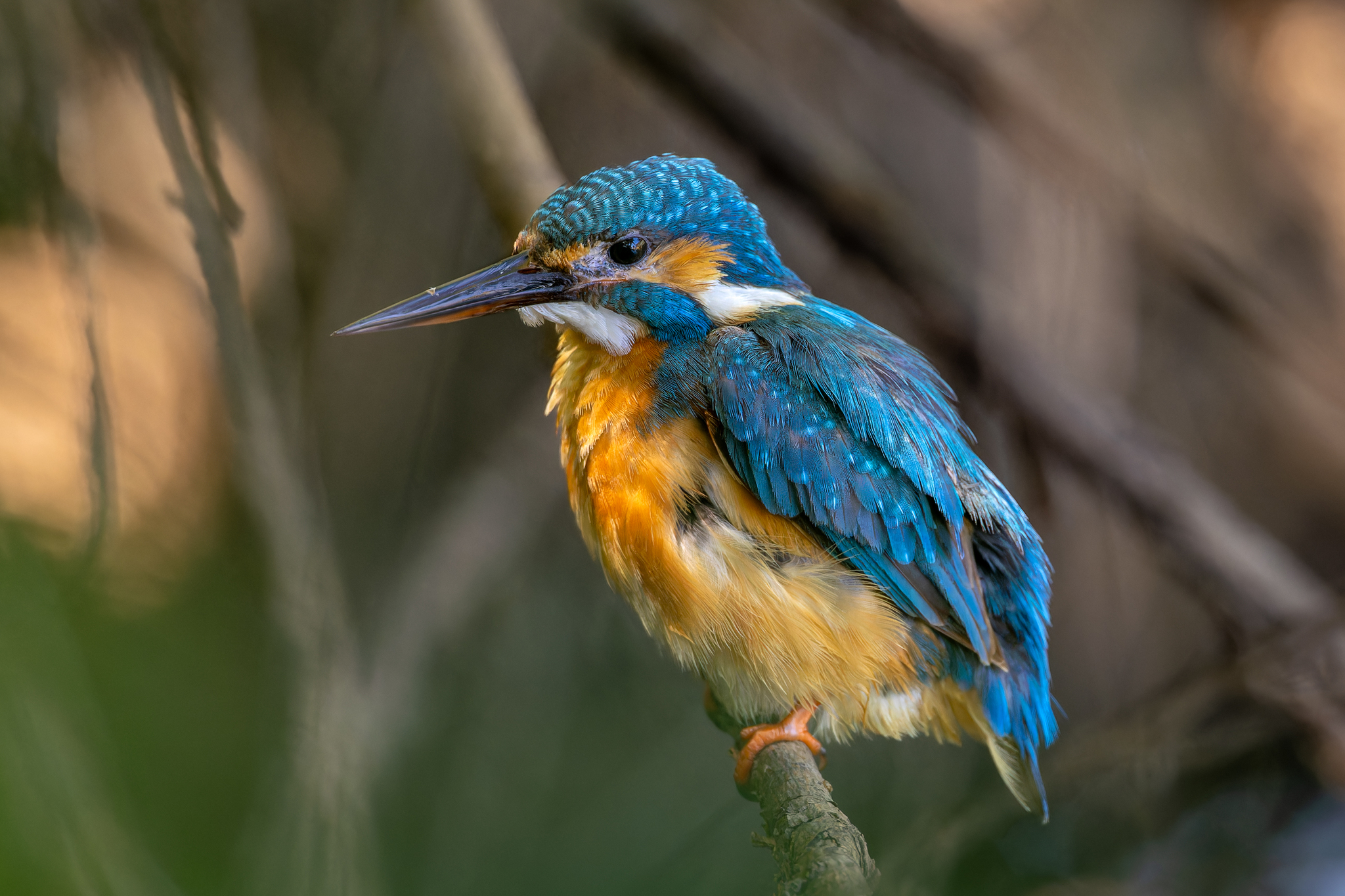 Pictures from photo hunting 88. Common Kingfisher - My, Ornithology, Photo hunting, Birds, The photo, Kingfisher, Longpost, Ornithology League