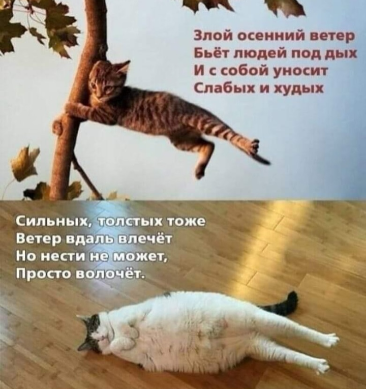 About the thin and not so thin - Humor, Sad humor, cat, Picture with text, Wind, Poems, Repeat