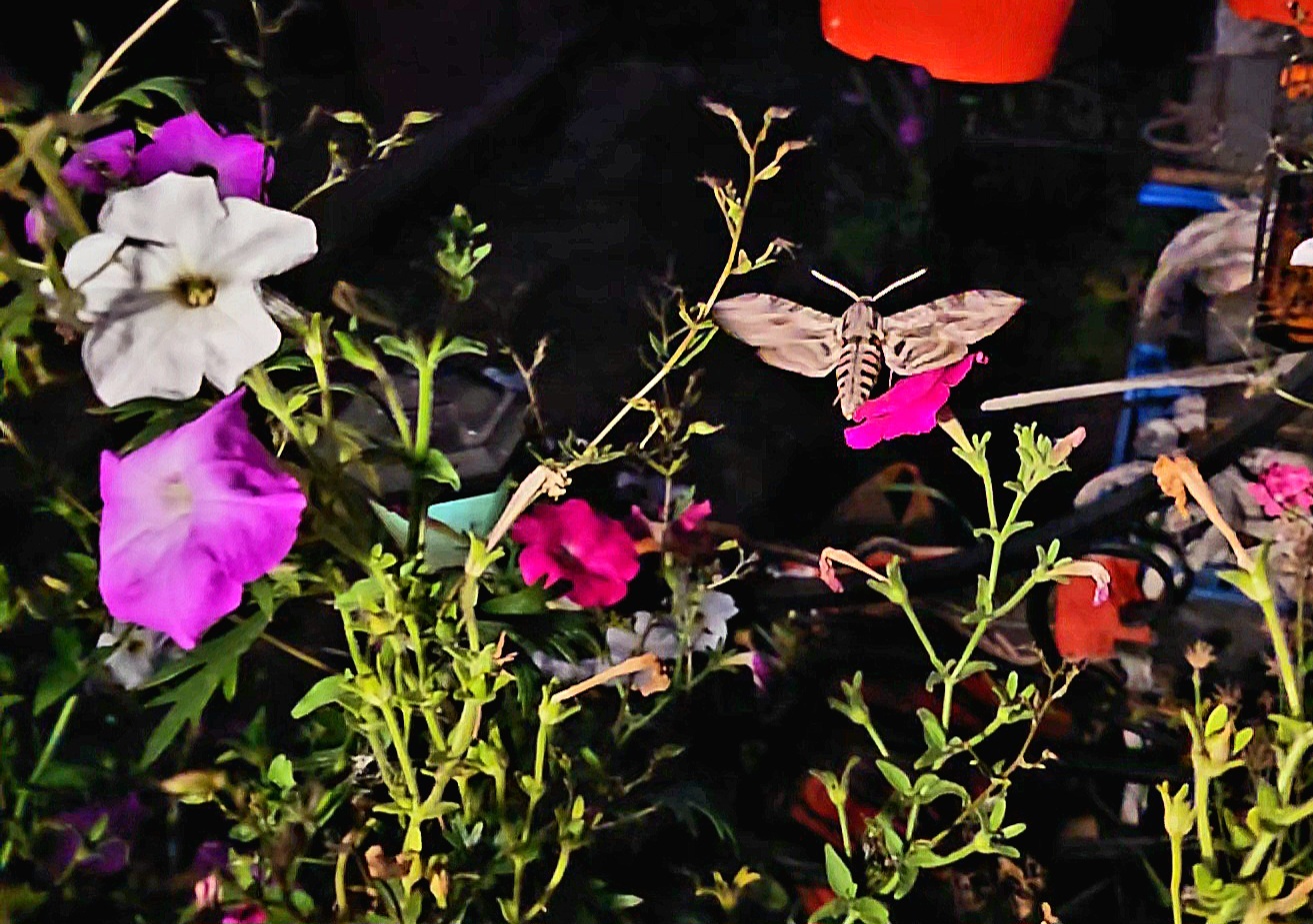 Hawk Moth - My, Mobile photography, Hawk, Butterfly, Flowers, Nature, Video, Longpost