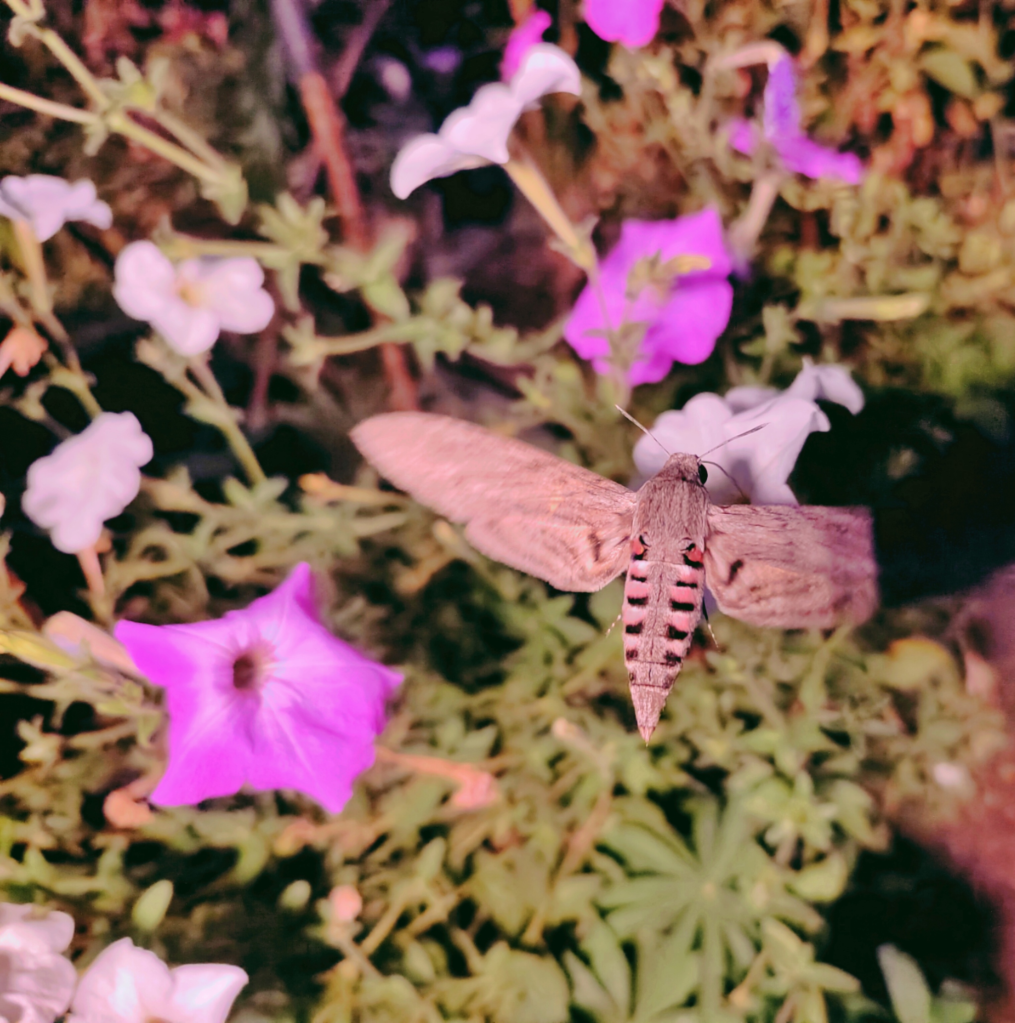 Hawk Moth - My, Mobile photography, Hawk, Butterfly, Flowers, Nature, Video, Longpost