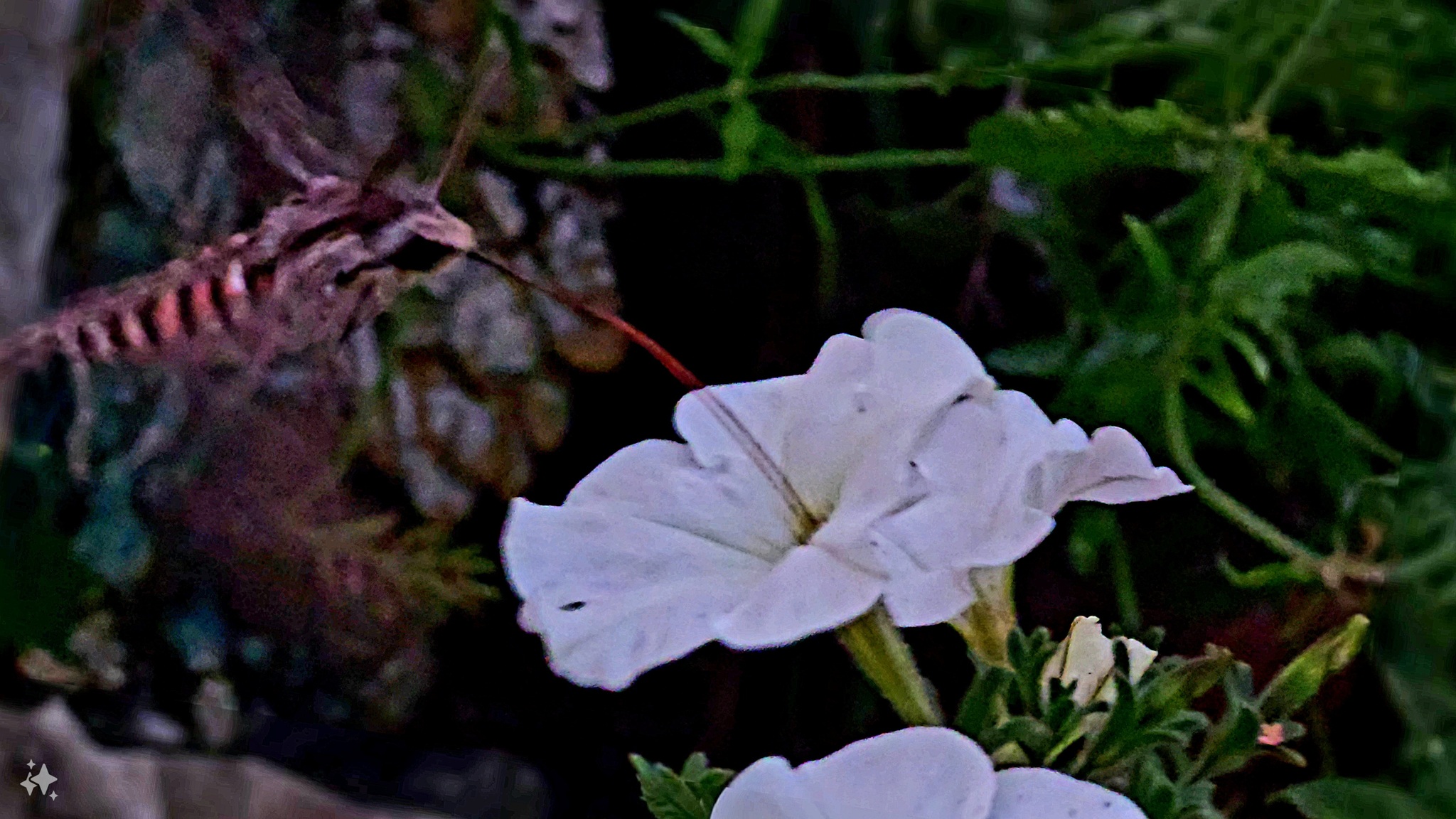 Hawk Moth - My, Mobile photography, Hawk, Butterfly, Flowers, Nature, Video, Longpost