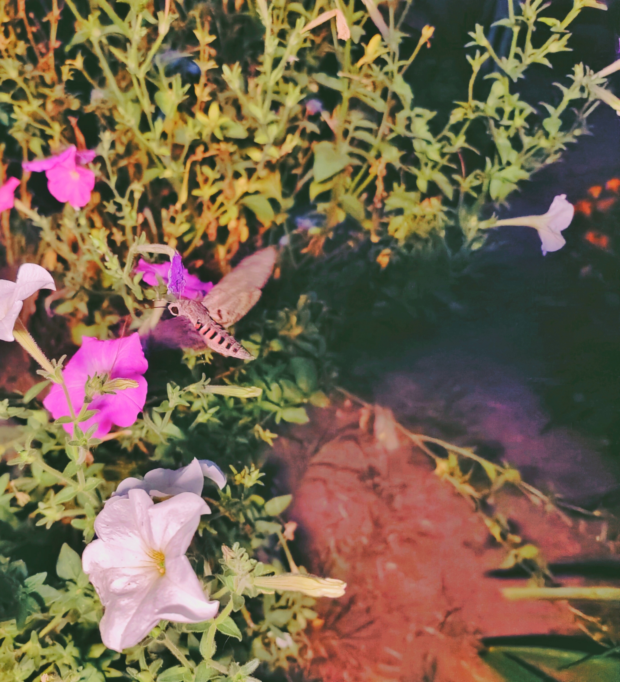 Hawk Moth - My, Mobile photography, Hawk, Butterfly, Flowers, Nature, Video, Longpost