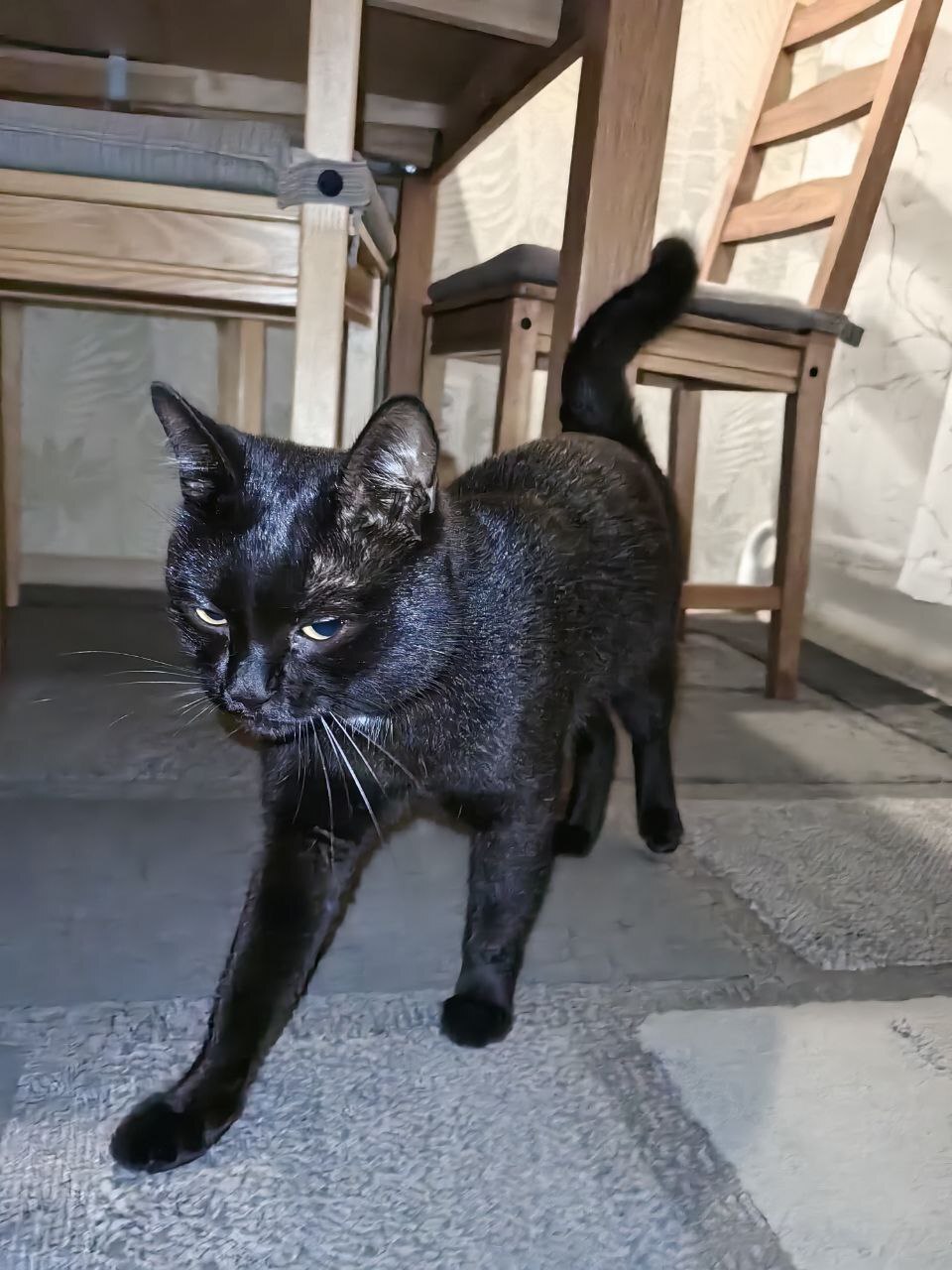 Black cat found - In good hands, cat, Found a cat, Longpost