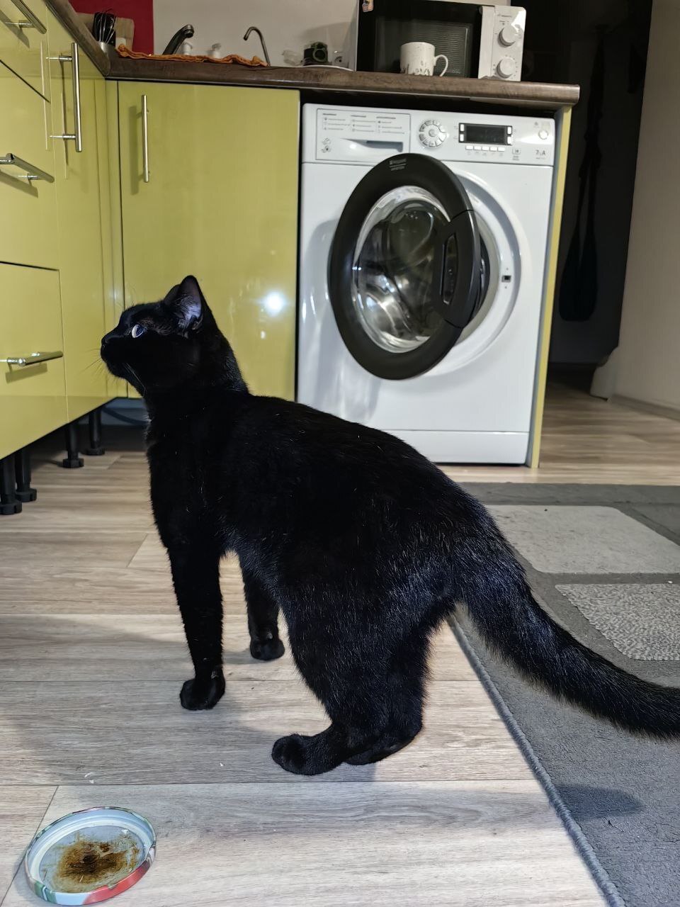 Black cat found - In good hands, cat, Found a cat, Longpost