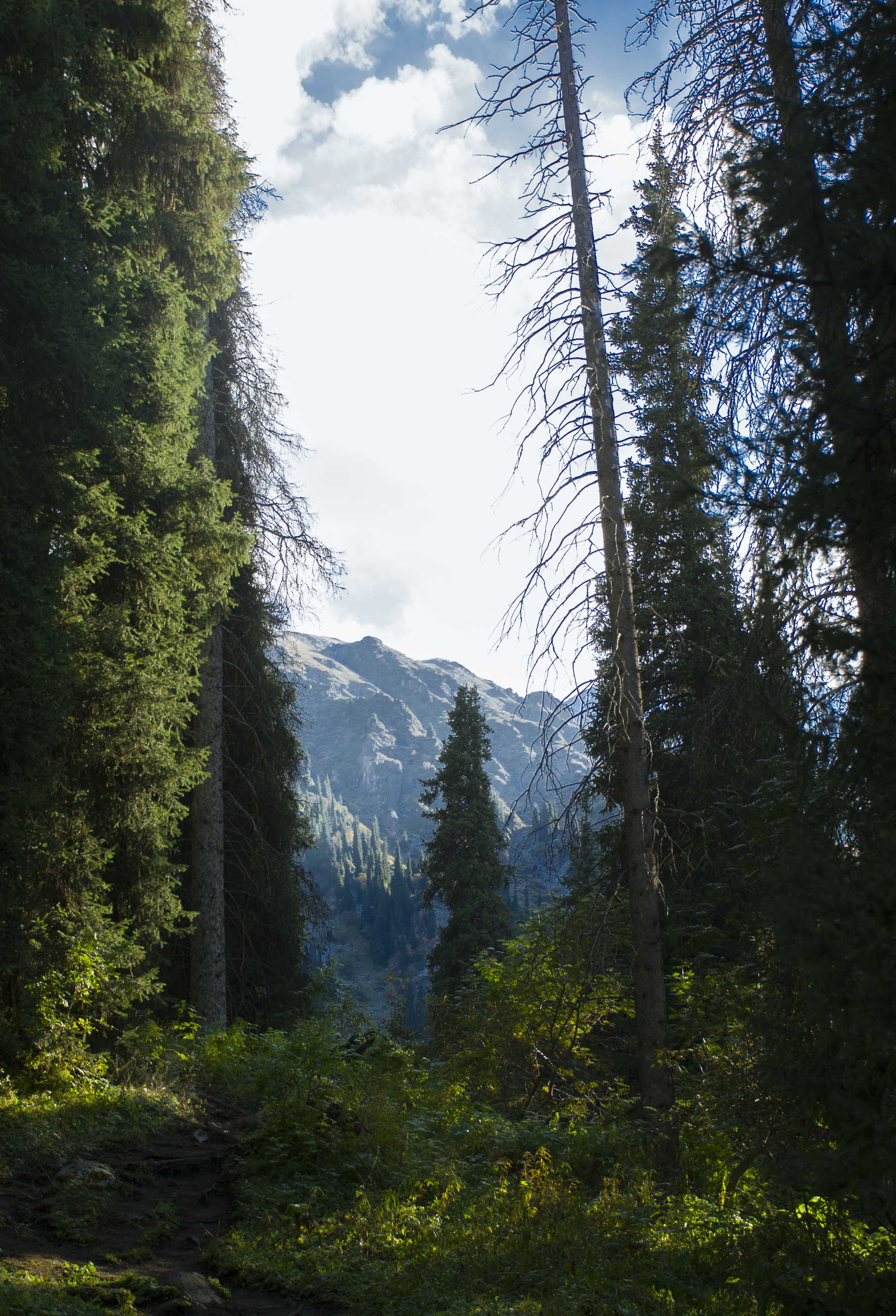 On the way to Terra glade. Almaty - My, The photo, Nature, Kazakhstan, Almaty, Longpost, Terra, The mountains, Zailiyskiy Alatau