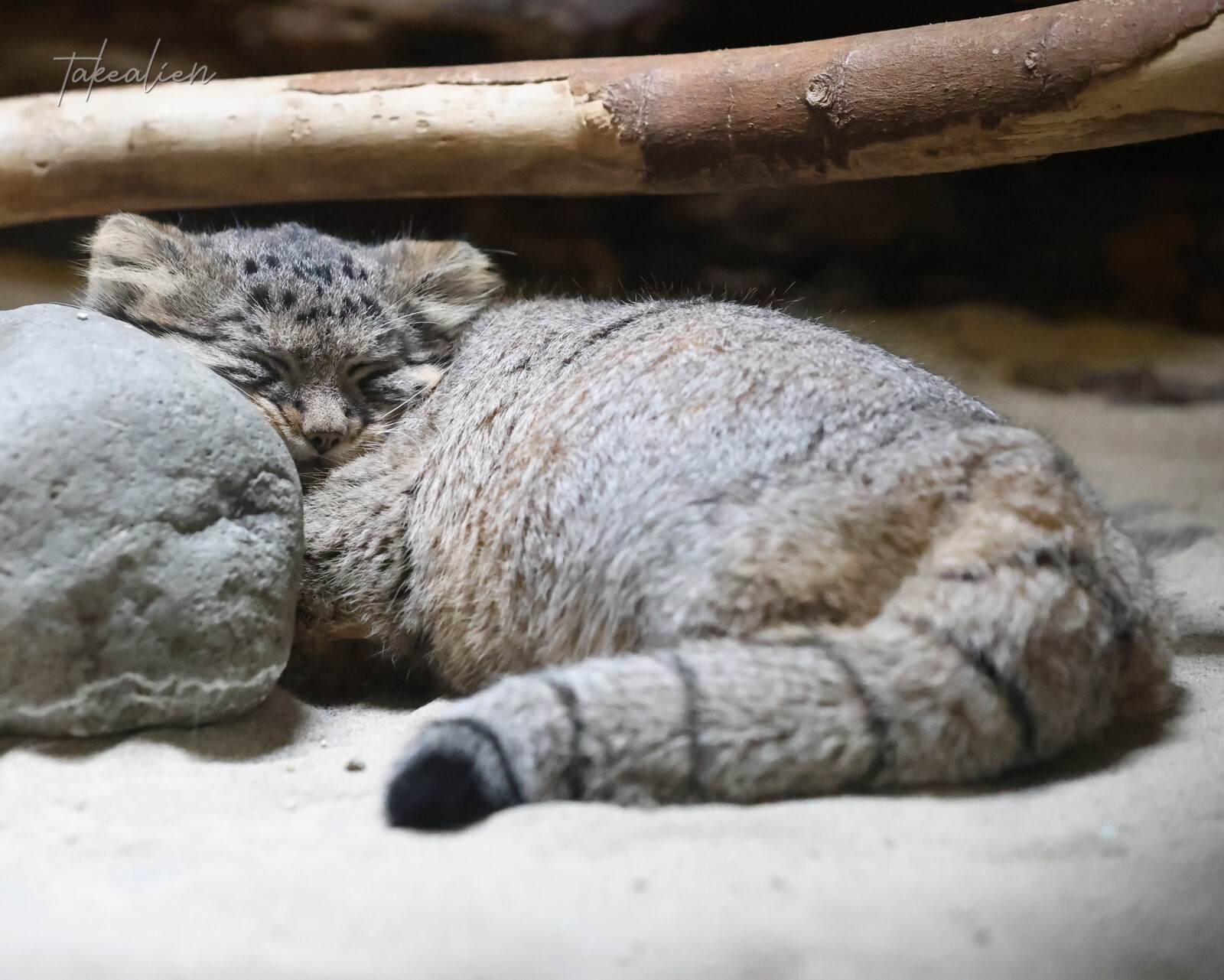 Good morning to you... And I hrrrrrr... - Wild animals, Zoo, Predatory animals, Cat family, Pallas' cat, Small cats, Young, Dream