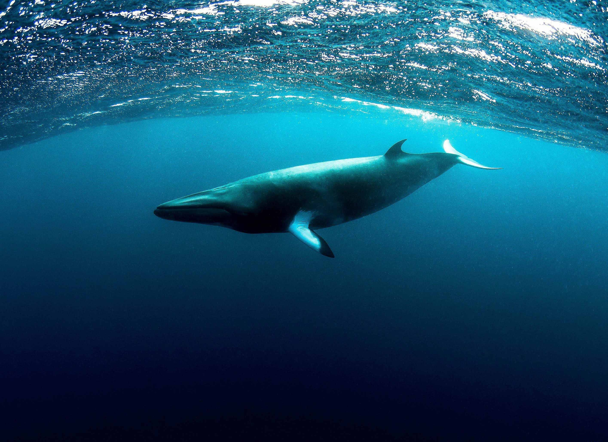 Pygmy Right Whale: The smallest and loneliest baleen whale has disappeared into the depths of the Southern Ocean - Whale, Dwarf, Marine life, Animals, Wild animals, Yandex Zen, Yandex Zen (link), Longpost