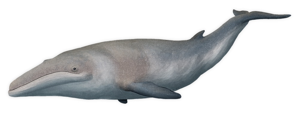 Pygmy Right Whale: The smallest and loneliest baleen whale has disappeared into the depths of the Southern Ocean - Whale, Dwarf, Marine life, Animals, Wild animals, Yandex Zen, Yandex Zen (link), Longpost