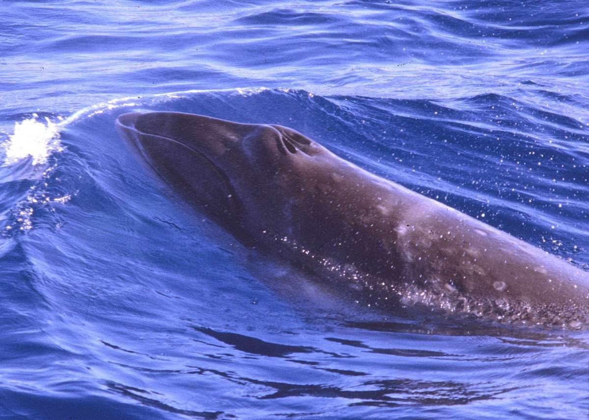 Pygmy Right Whale: The smallest and loneliest baleen whale has disappeared into the depths of the Southern Ocean - Whale, Dwarf, Marine life, Animals, Wild animals, Yandex Zen, Yandex Zen (link), Longpost