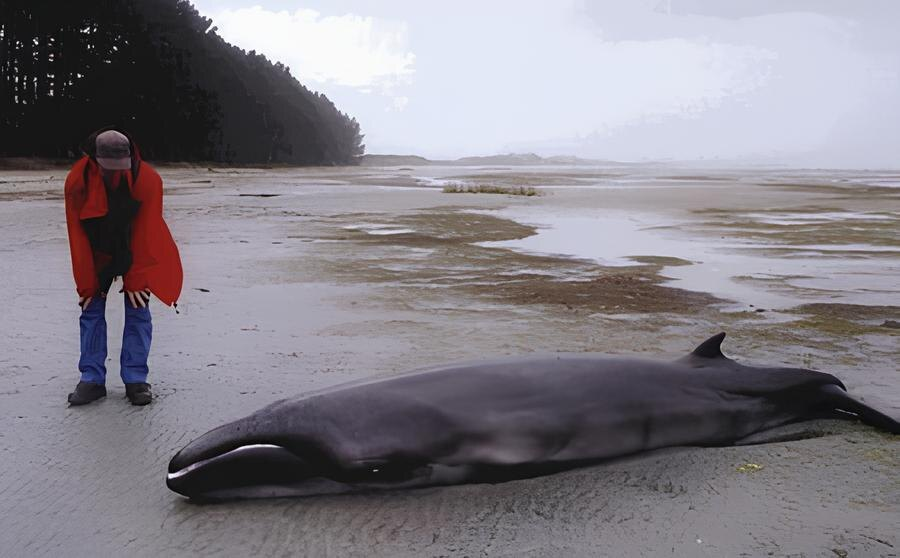 Pygmy Right Whale: The smallest and loneliest baleen whale has disappeared into the depths of the Southern Ocean - Whale, Dwarf, Marine life, Animals, Wild animals, Yandex Zen, Yandex Zen (link), Longpost