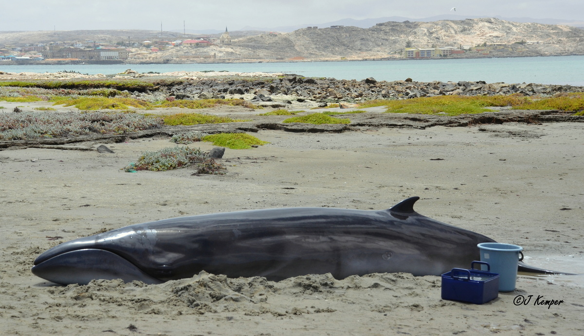 Pygmy Right Whale: The smallest and loneliest baleen whale has disappeared into the depths of the Southern Ocean - Whale, Dwarf, Marine life, Animals, Wild animals, Yandex Zen, Yandex Zen (link), Longpost