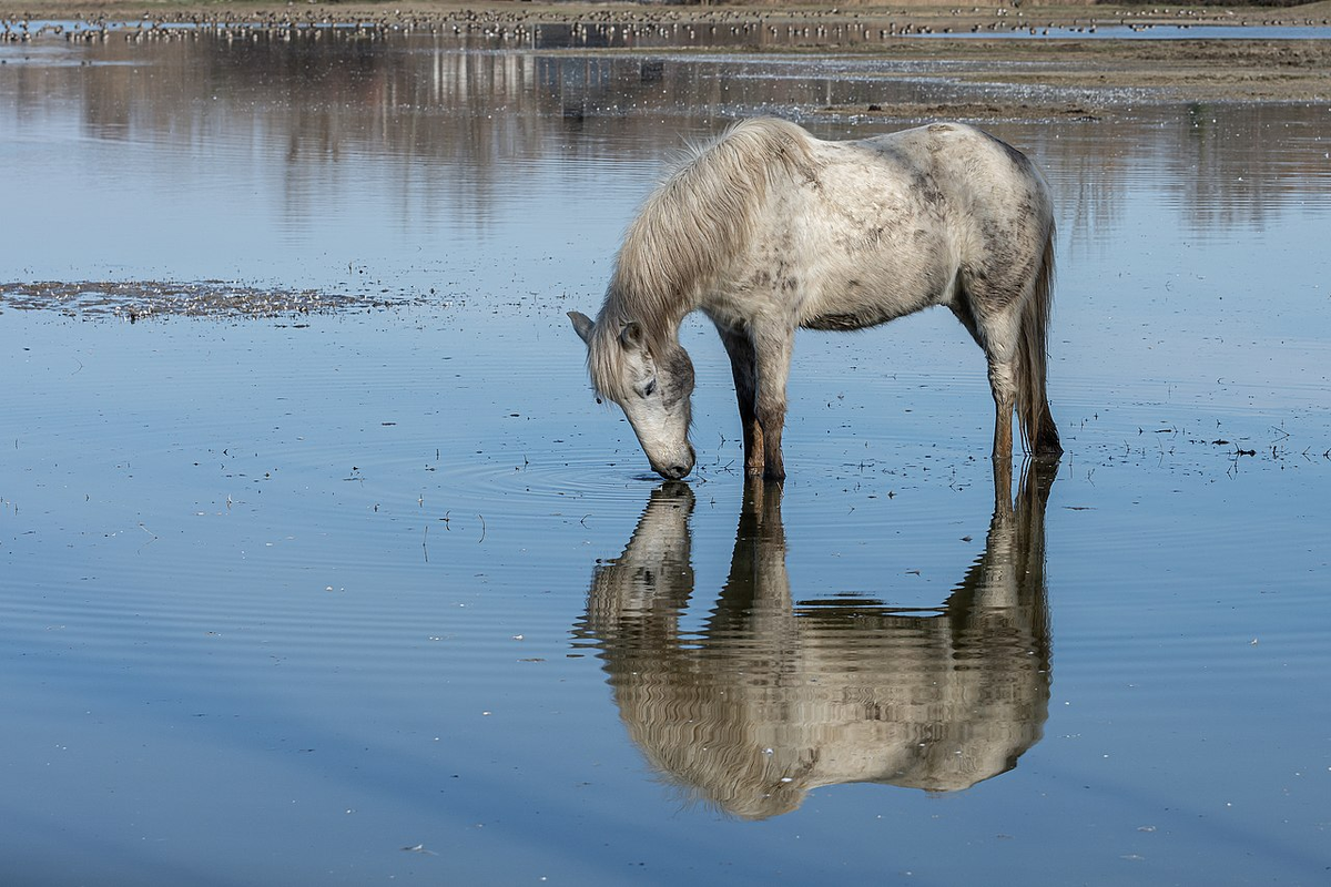 Camargue Horse: Unique wild horses that live in the swamps. They are epic! - Horses, Animals, Wild animals, Yandex Zen, Yandex Zen (link), Longpost, Odd-toed ungulates, Camargue