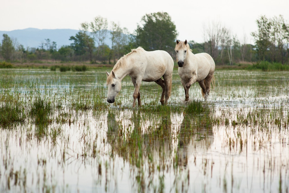 Camargue Horse: Unique wild horses that live in the swamps. They are epic! - Horses, Animals, Wild animals, Yandex Zen, Yandex Zen (link), Longpost, Odd-toed ungulates, Camargue