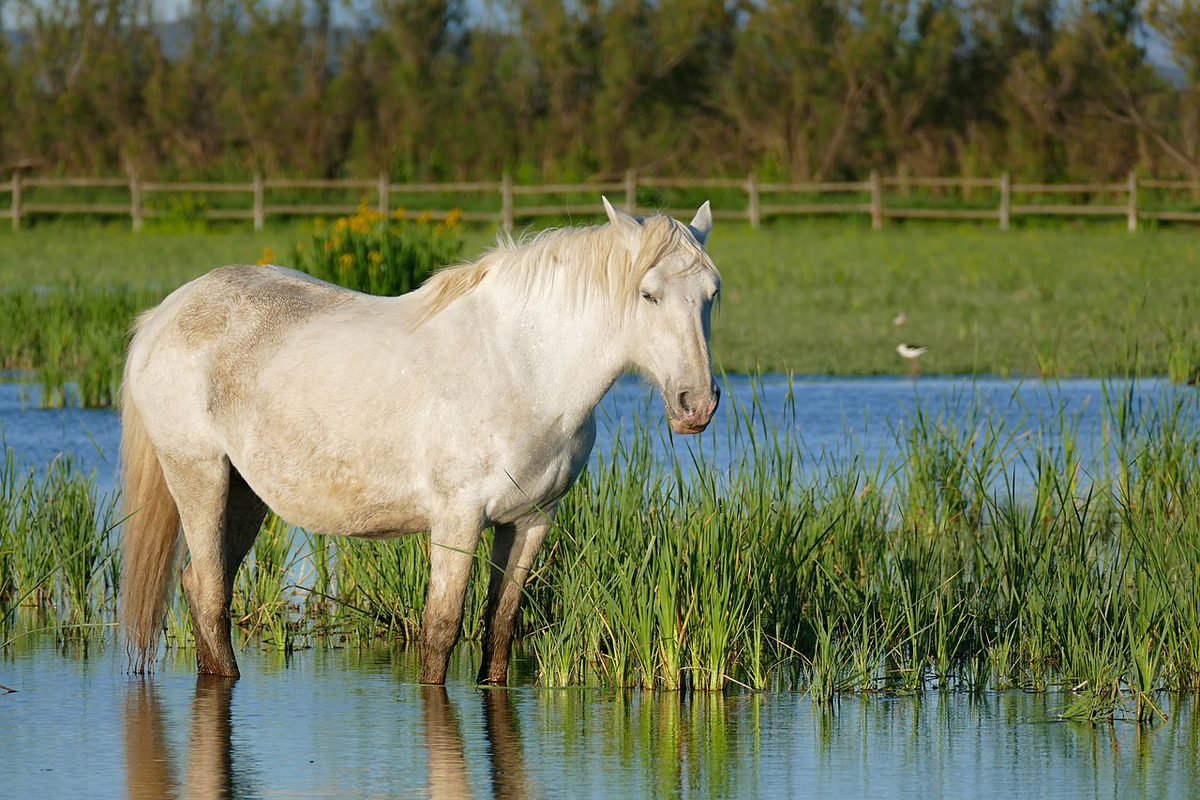 Camargue Horse: Unique wild horses that live in the swamps. They are epic! - Horses, Animals, Wild animals, Yandex Zen, Yandex Zen (link), Longpost, Odd-toed ungulates, Camargue