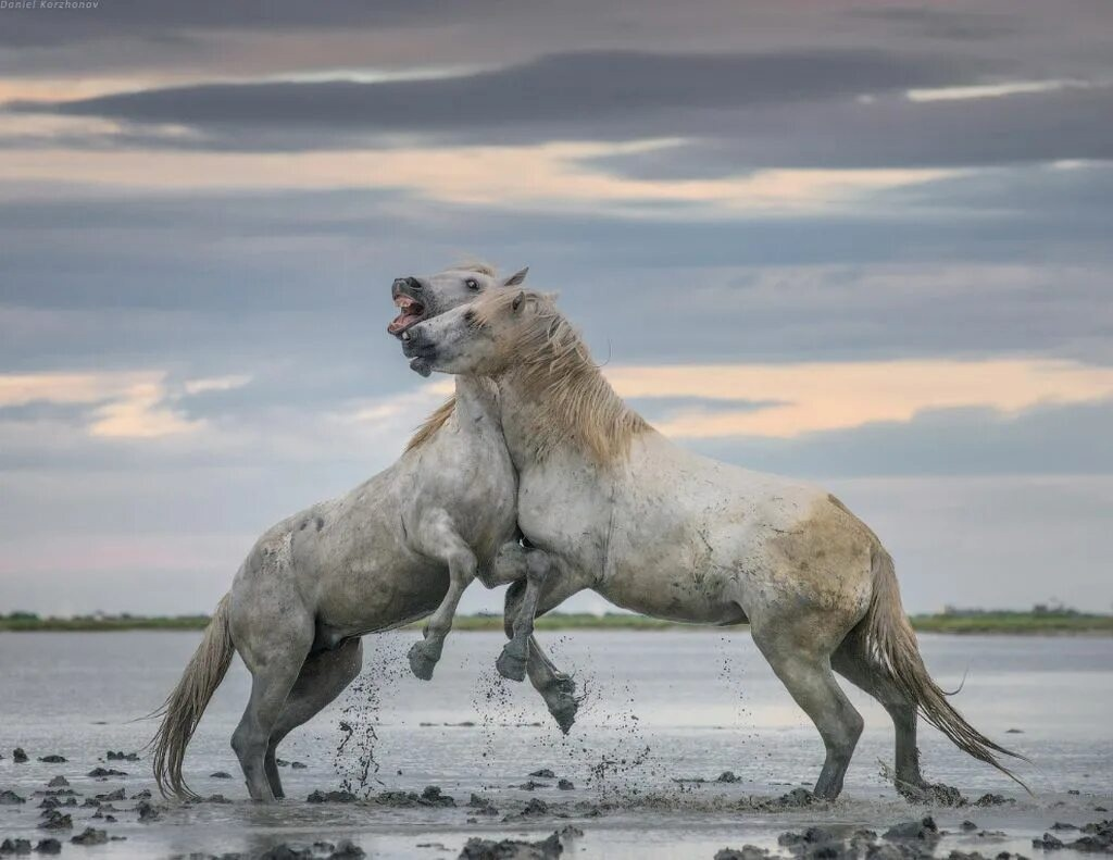 Camargue Horse: Unique wild horses that live in the swamps. They are epic! - Horses, Animals, Wild animals, Yandex Zen, Yandex Zen (link), Longpost, Odd-toed ungulates, Camargue