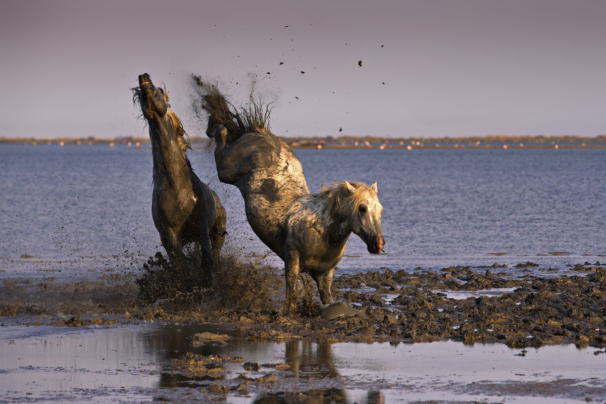 Camargue Horse: Unique wild horses that live in the swamps. They are epic! - Horses, Animals, Wild animals, Yandex Zen, Yandex Zen (link), Longpost, Odd-toed ungulates, Camargue