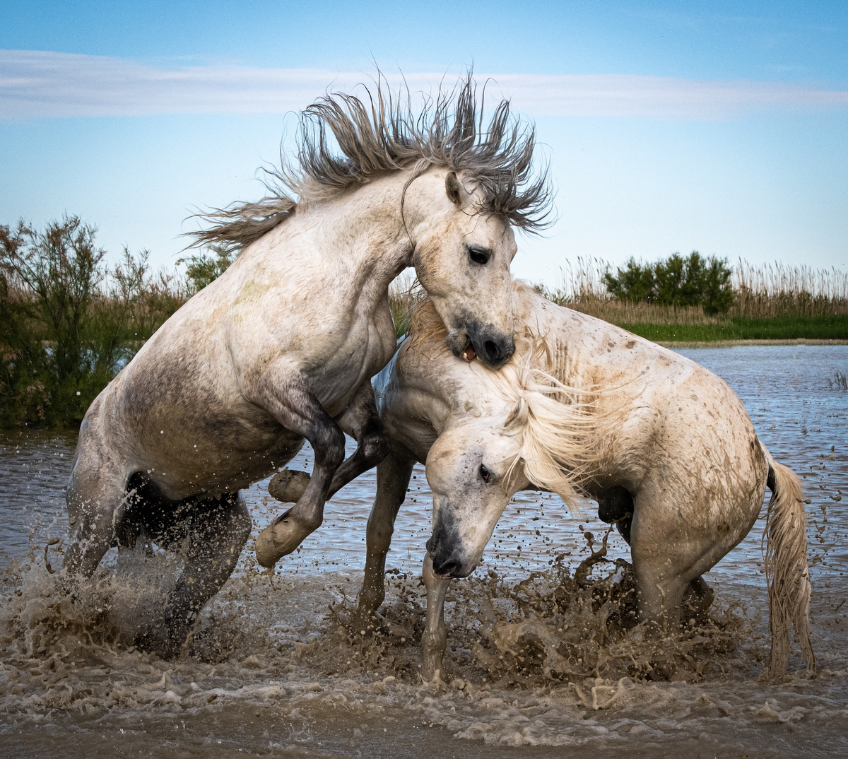 Camargue Horse: Unique wild horses that live in the swamps. They are epic! - Horses, Animals, Wild animals, Yandex Zen, Yandex Zen (link), Longpost, Odd-toed ungulates, Camargue