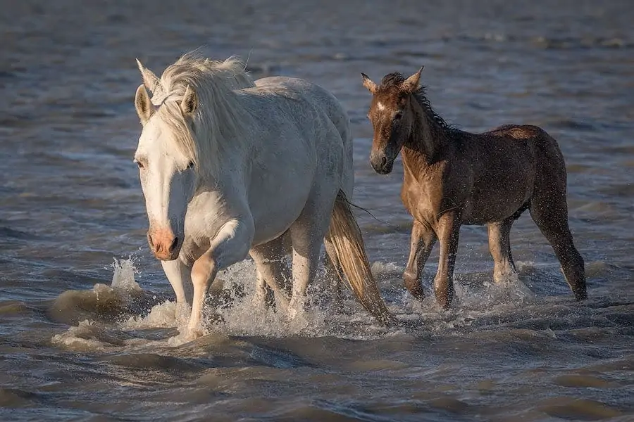 Camargue Horse: Unique wild horses that live in the swamps. They are epic! - Horses, Animals, Wild animals, Yandex Zen, Yandex Zen (link), Longpost, Odd-toed ungulates, Camargue