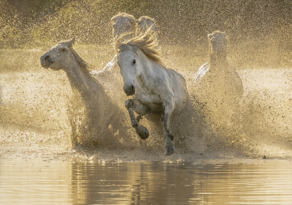 Camargue Horse: Unique wild horses that live in the swamps. They are epic! - Horses, Animals, Wild animals, Yandex Zen, Yandex Zen (link), Longpost, Odd-toed ungulates, Camargue