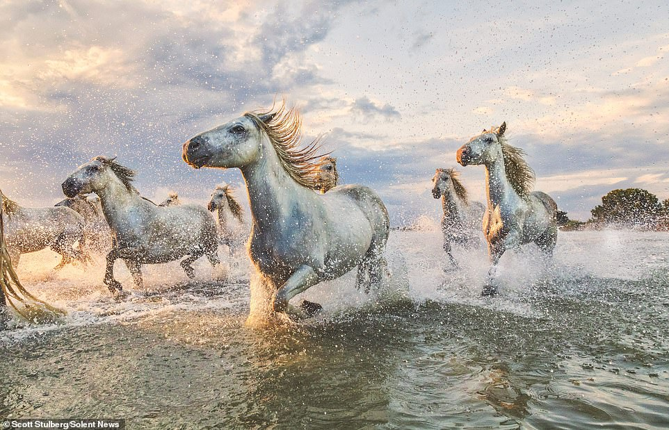 Camargue Horse: Unique wild horses that live in the swamps. They are epic! - Horses, Animals, Wild animals, Yandex Zen, Yandex Zen (link), Longpost, Odd-toed ungulates, Camargue